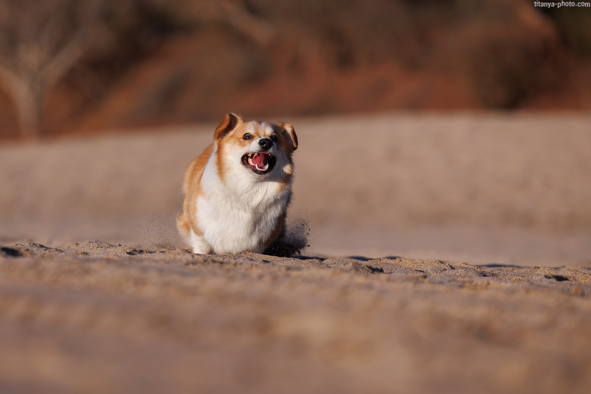 Тесла и Тихий океан. Фотограф собак, фотограф-анималист Аня Титова (Titanya). Москва