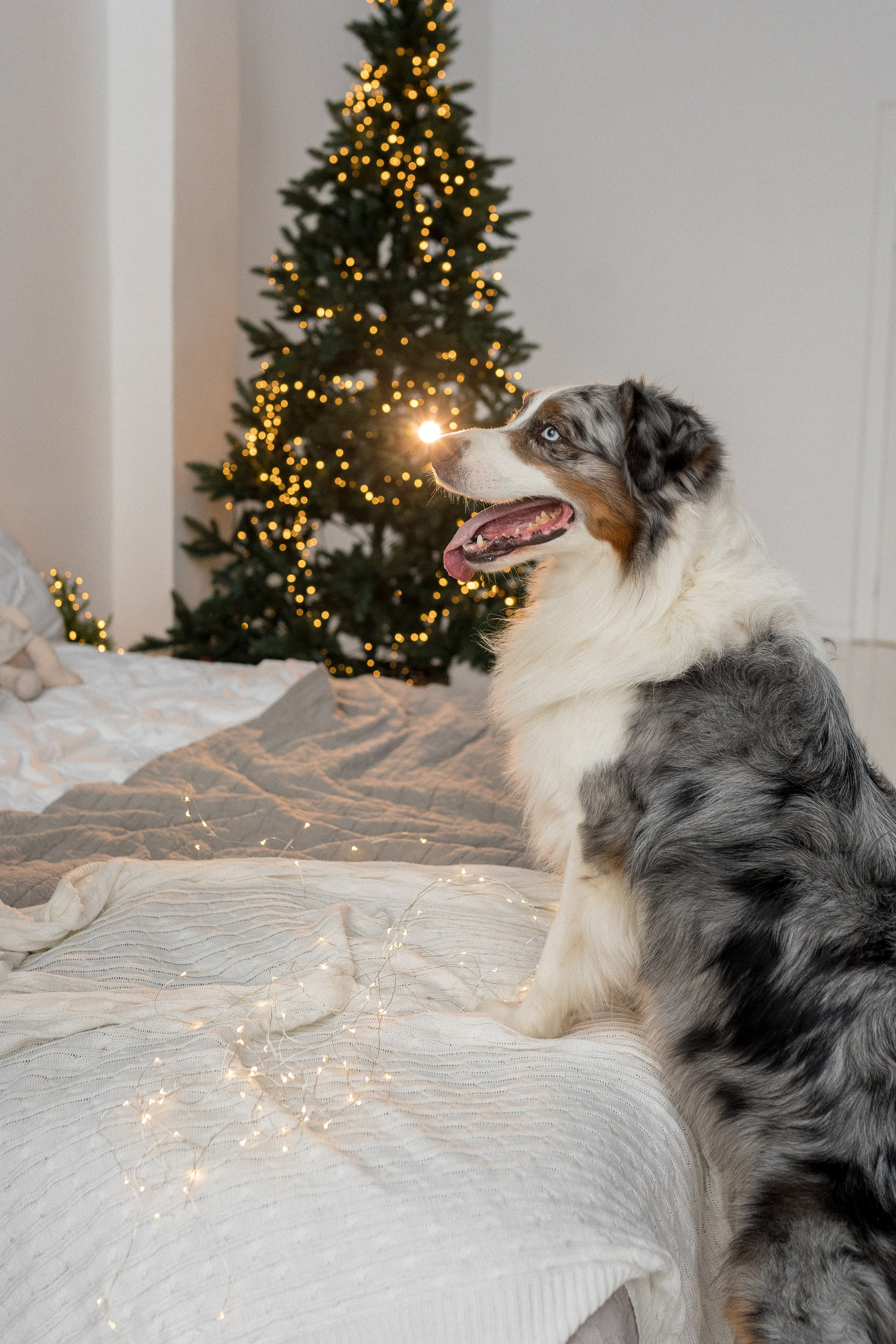 Новогоднее студия. Свадебный фотограф в Москве Анна Полушина