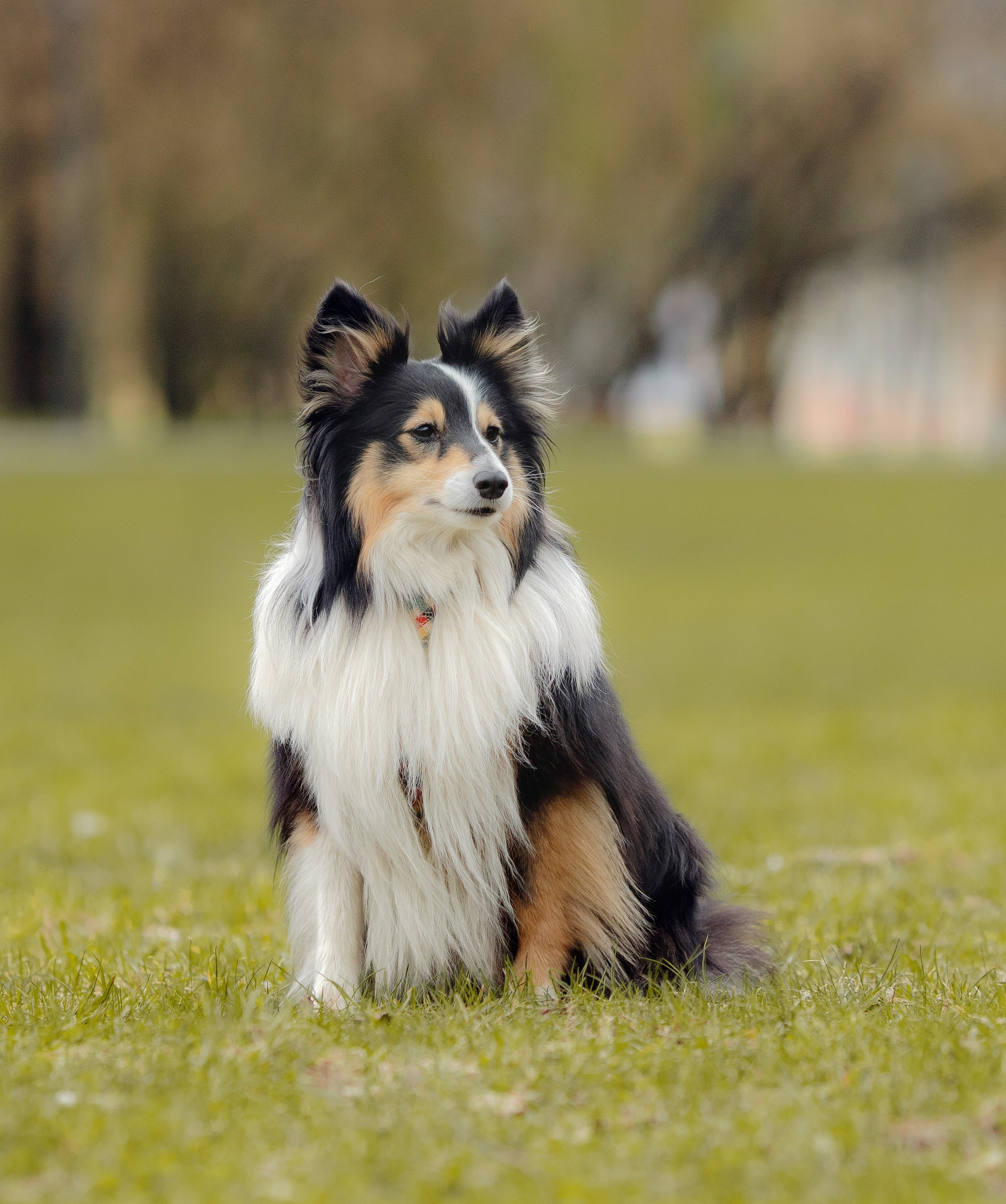 Шелти Встреча. Художник и Фотограф Тимохина Юлия