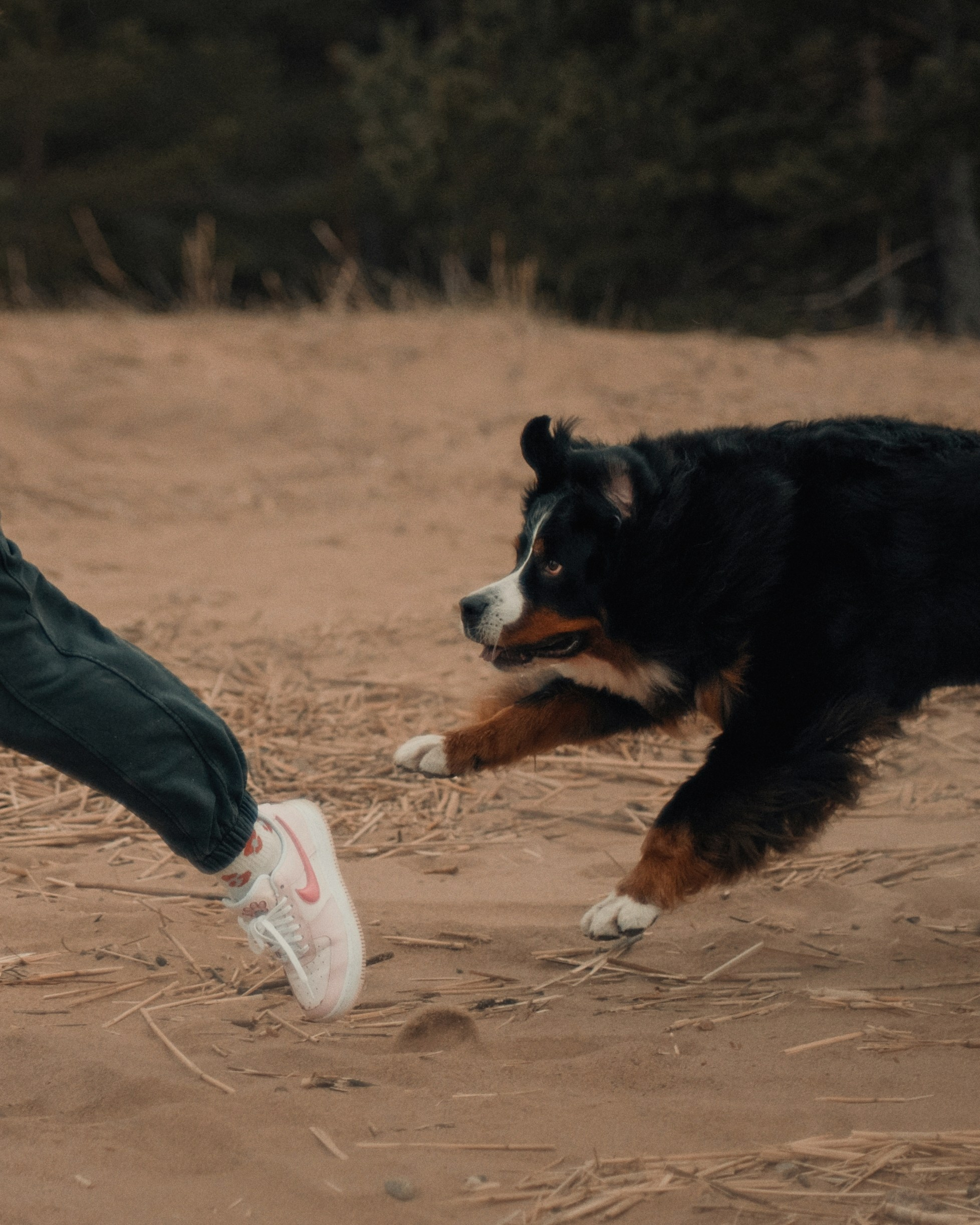 Прогулка: берн Пума, Фрэнк и Юля в Питере. Портфолио