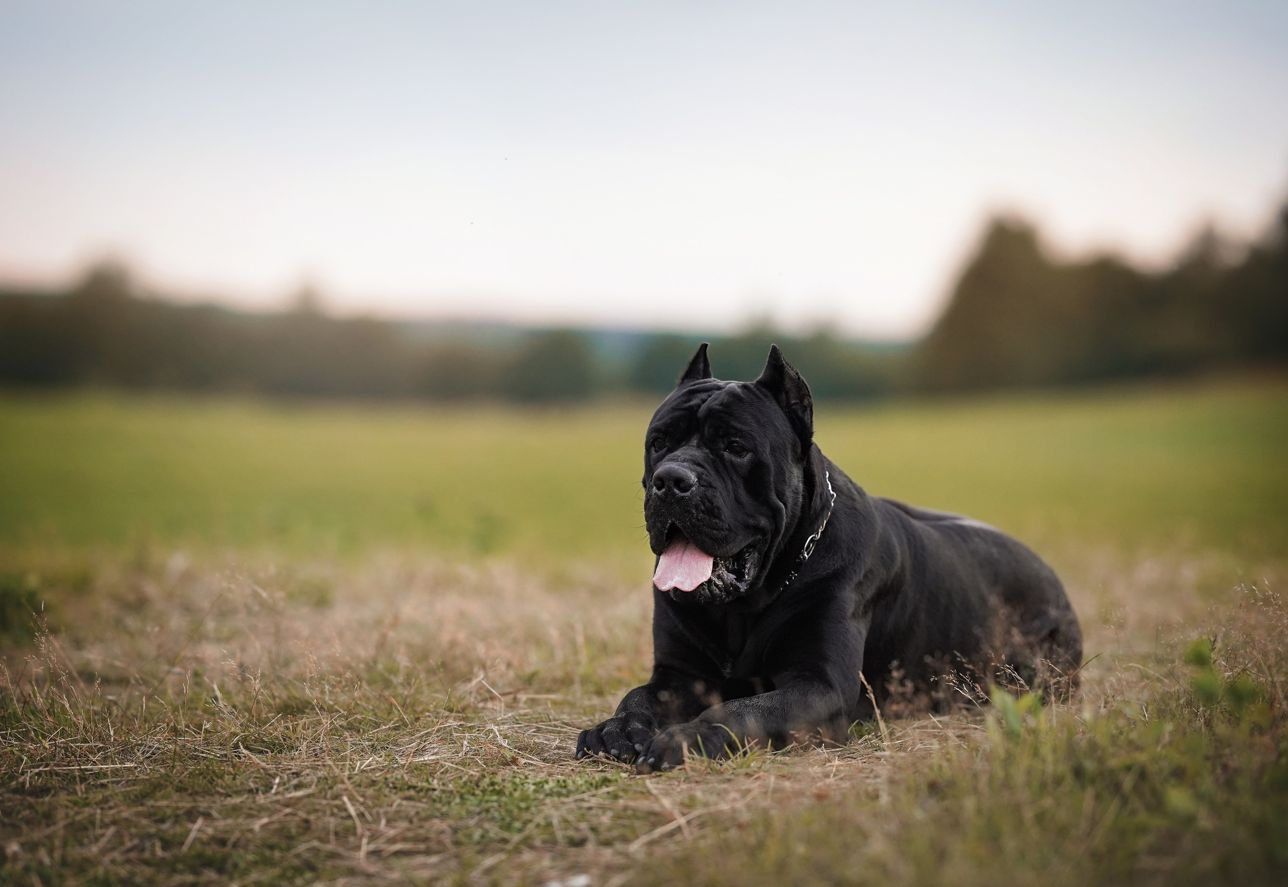 Юлия Костя и Виннер. Фотограф-анималист в Санкт-Петербурге Яна Мартынова