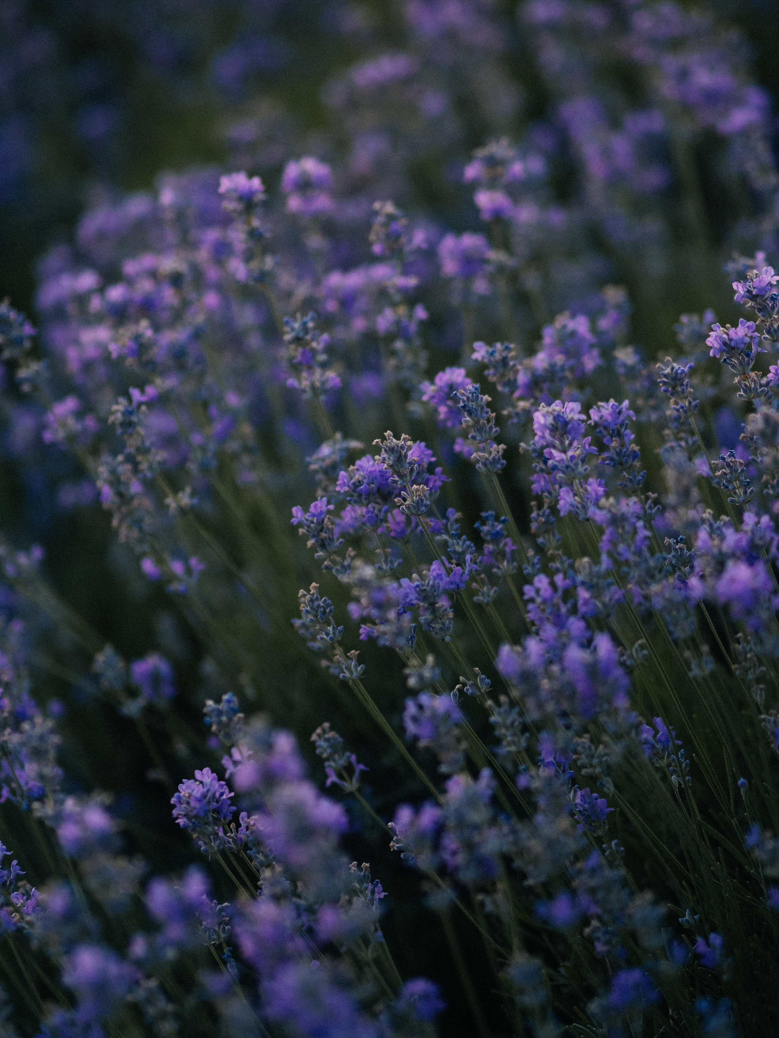 Анапа фотосессия Анапа фотостудия Фотограф анапа. Семейный, детский, свадебный, фотограф в городе Анапа