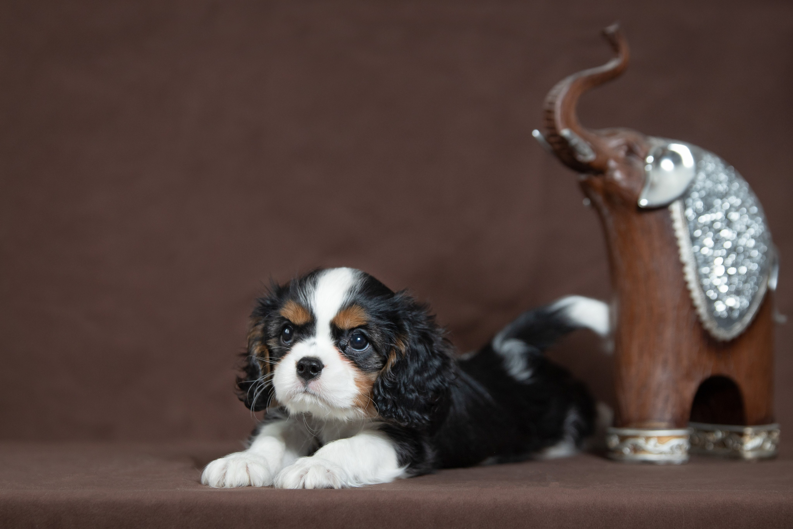КАВАЛЕР КИНГ ЧАРЛЬЗ СПАНИЕЛЬ. Юлия Микульская. Рыбинск