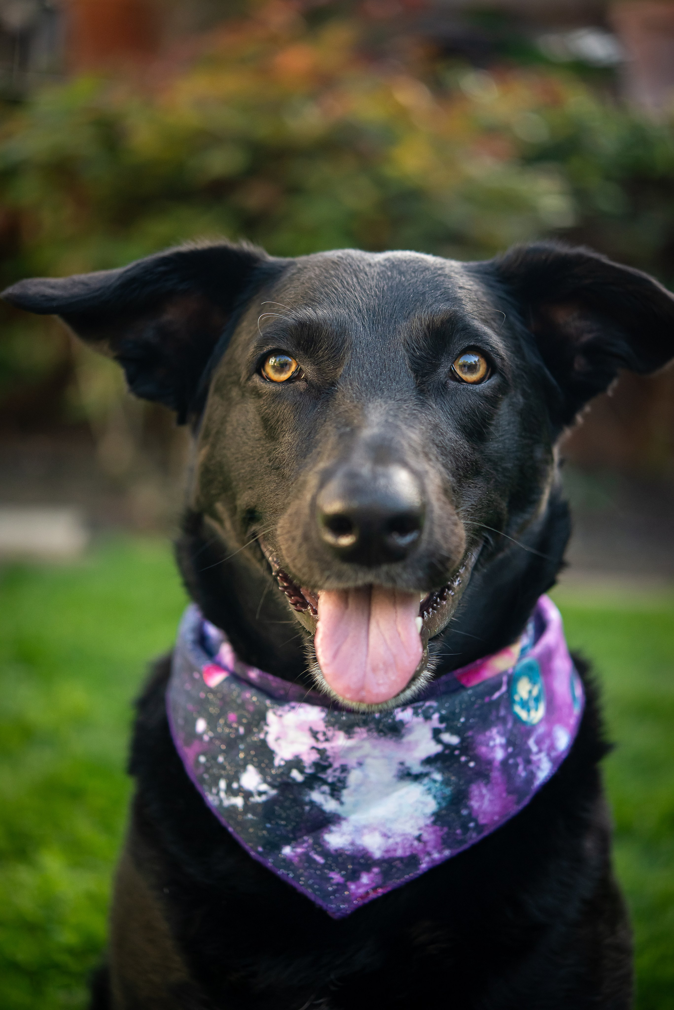 Pet portfolio. Svetlana Lapina, portrait photographer, San Francisco