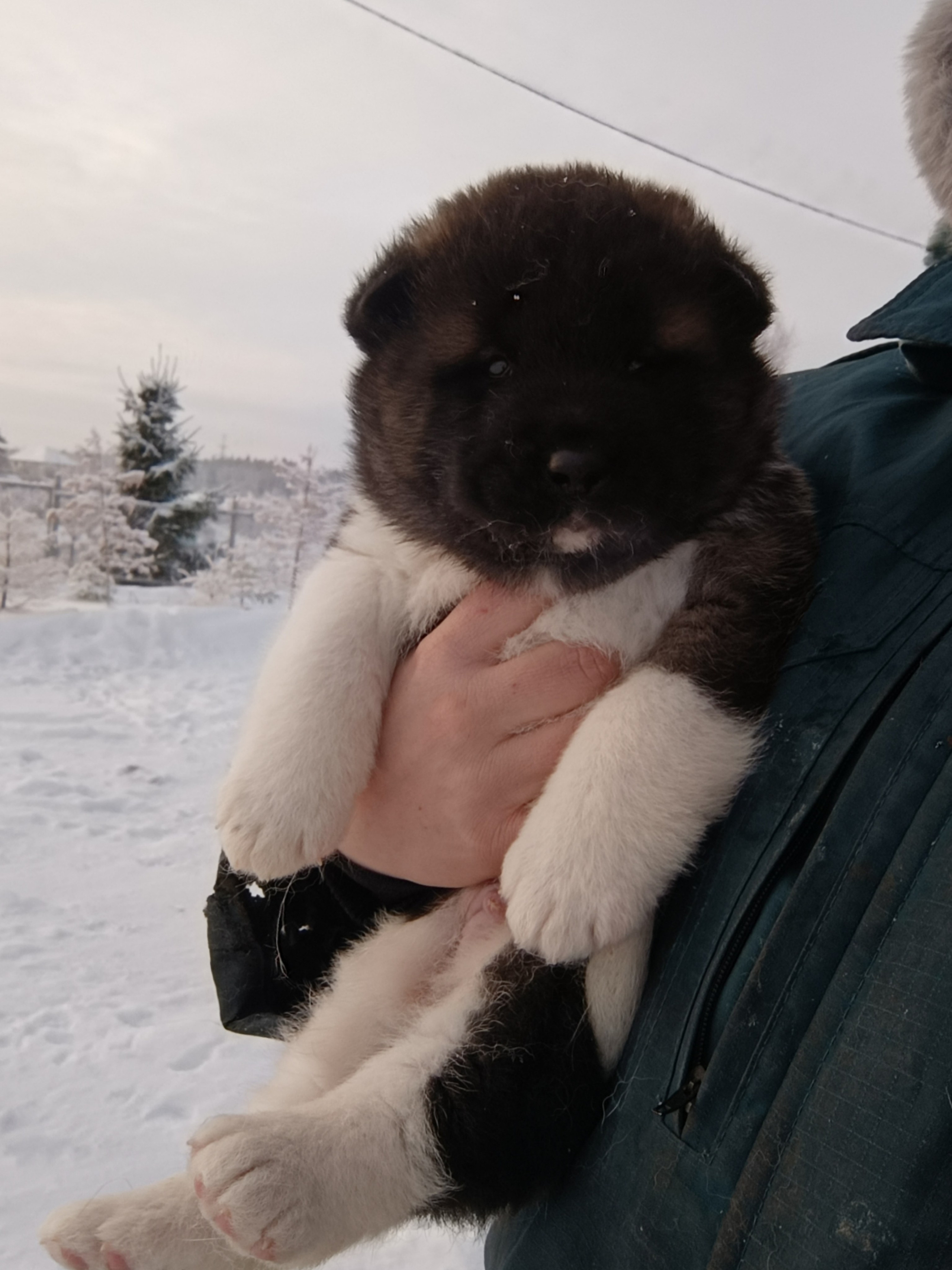 Rubylight Ctsar'. Американская акита I Сиба ину I Питомник RUBYLIGHT