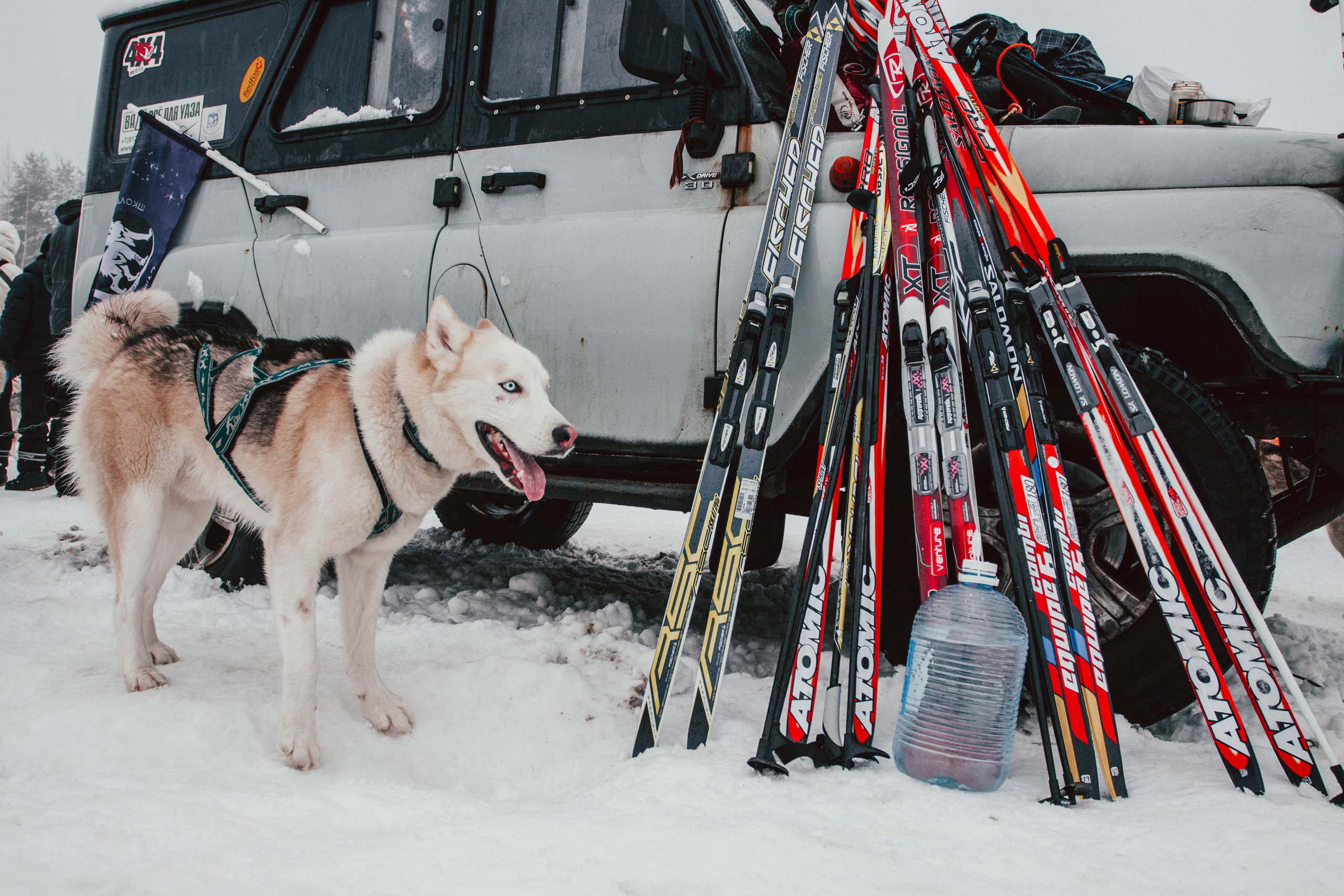 Гонки на ездовых собаках в Токсово. Репортажный фотограф во Всеволожске и Санкт-Петербурге Владимир Капустин