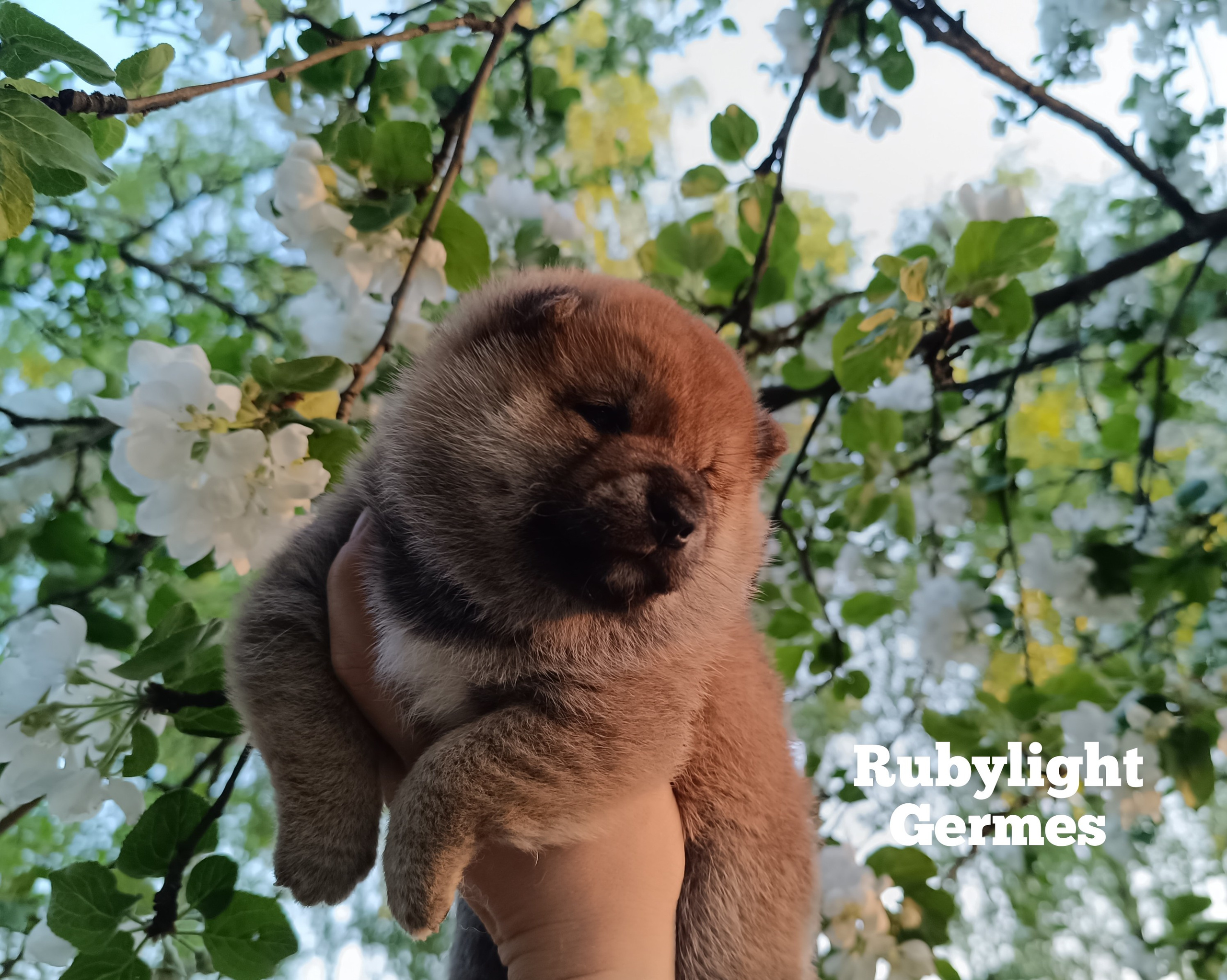 Сиба Rubylight Germes питомник Рубилайт