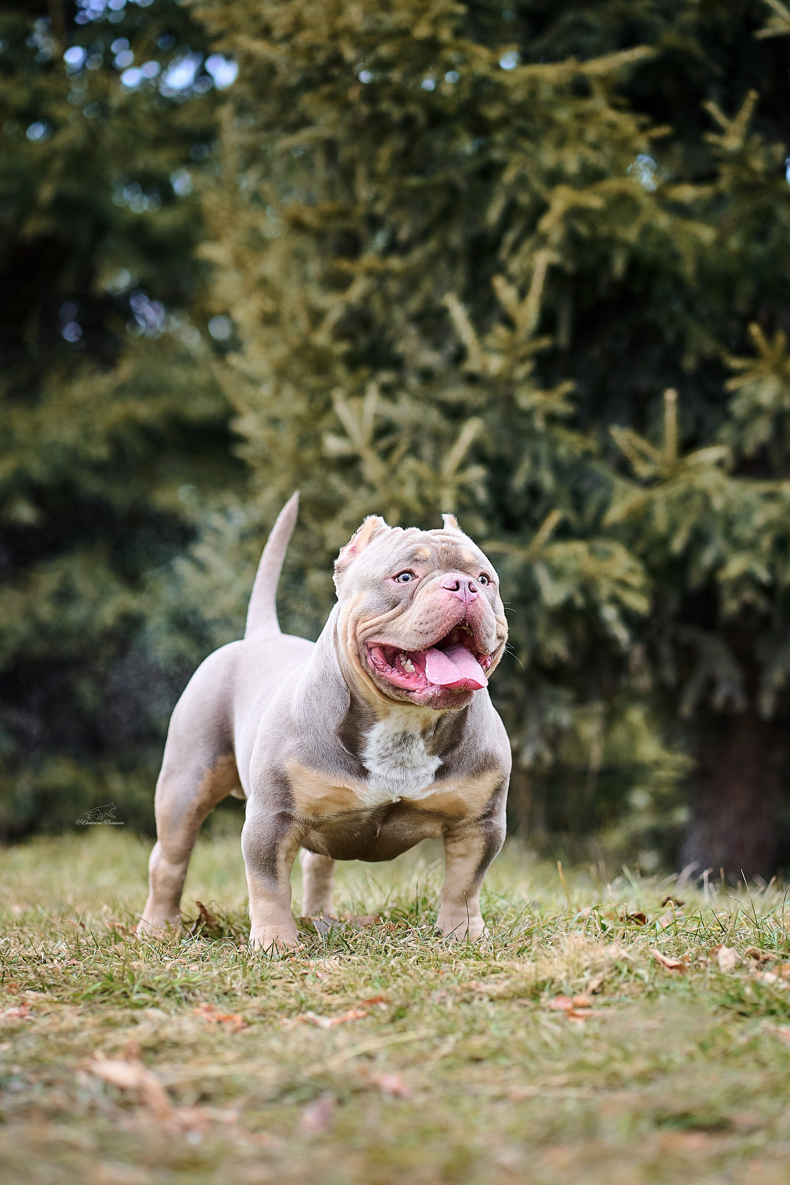 Булли Коба. Фотограф-анималист в Иркутске