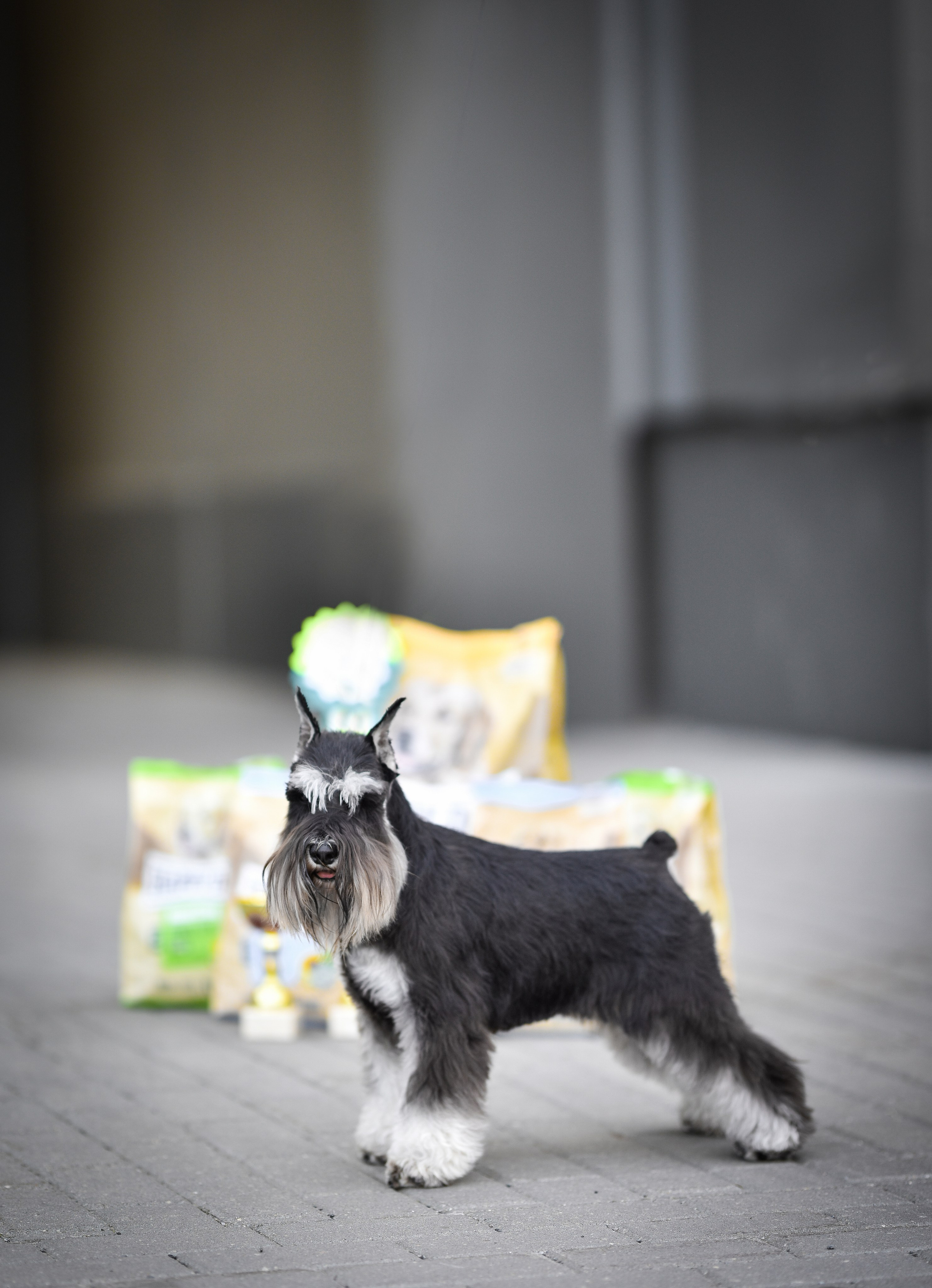 Питомник Делинсо Бэлэнс, щенки цвергшнауцера, купить щенка цвергшнауцера, питомник цвергшнауцеров, кобель цвергшнауцера для вязки, щенок цвергшнауцера, питомник цвергшнауцеров, черный с серебром, цверг, лучший питомник в беларуси, питомник цвергшнауцеров минск