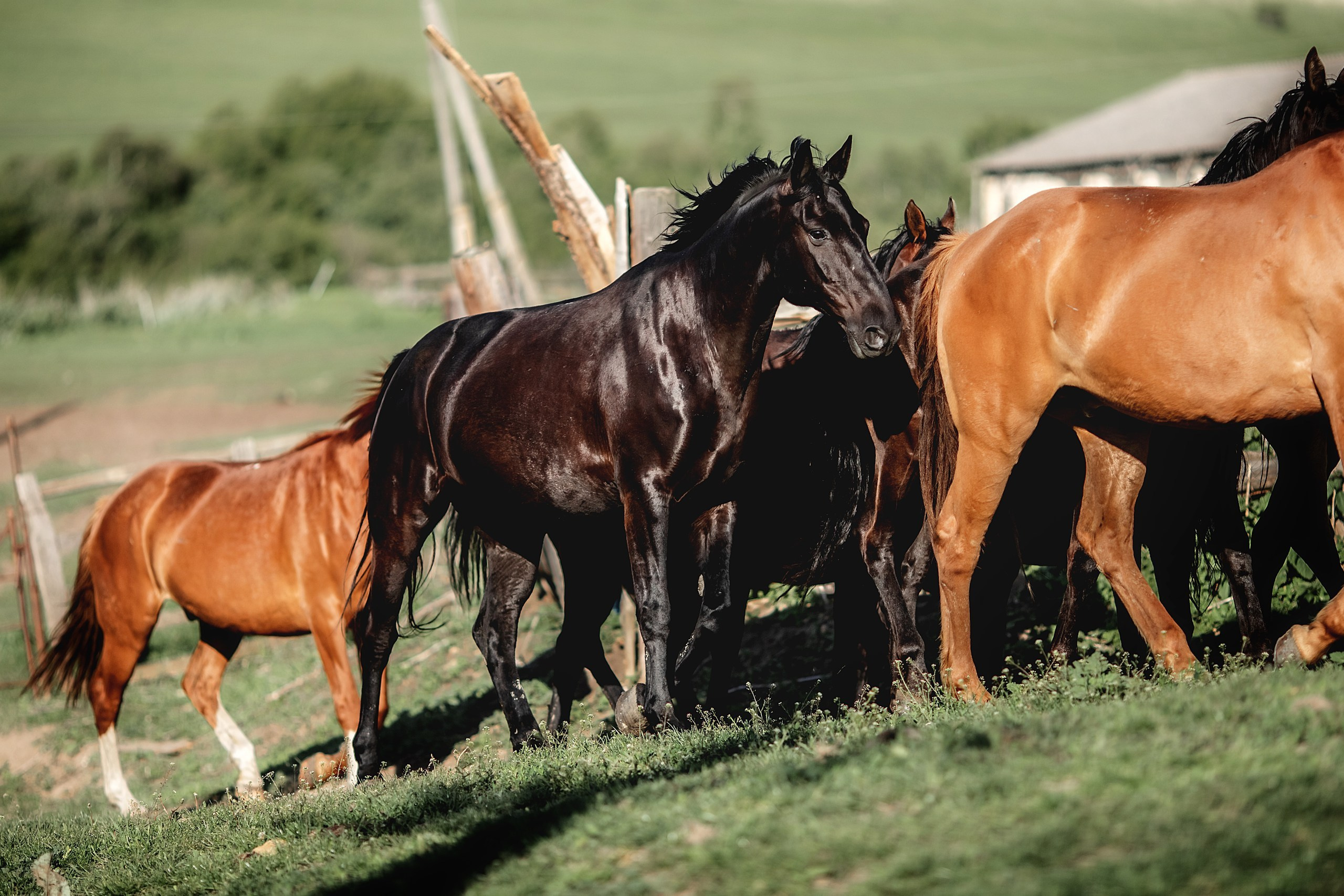 КЧР май'24. BrisArts