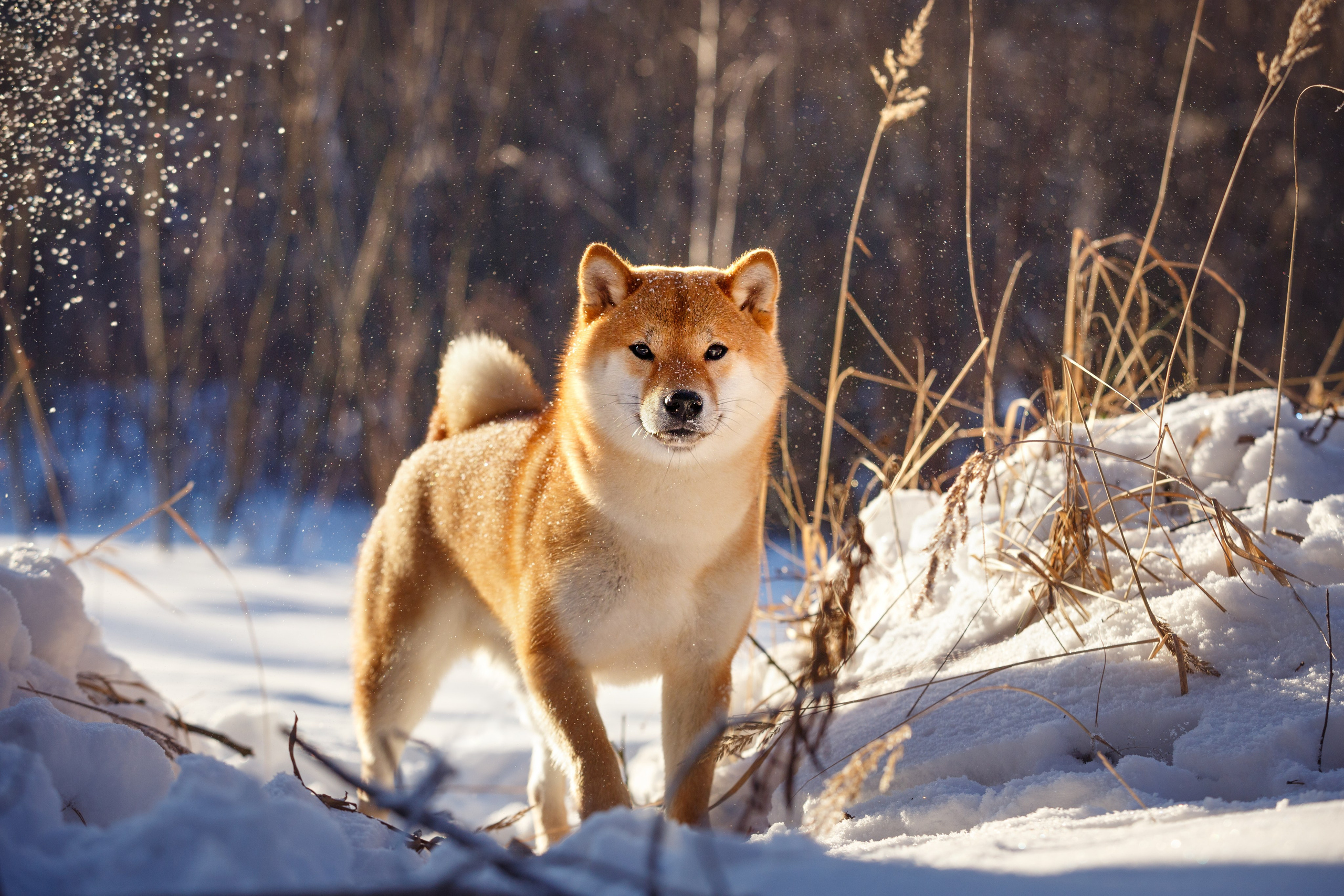 Съёмки собак на природе. Фотограф-анималист Natalia Deingel | Фотосъемка собак в Москве