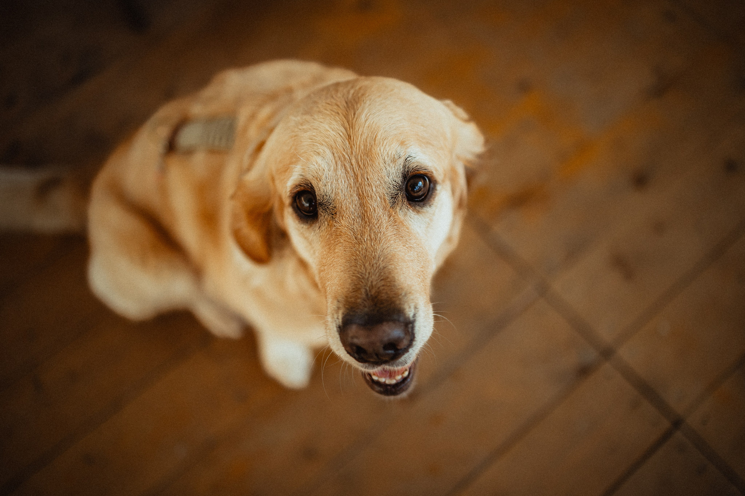 Выездной дог-тренинг от школы «Шерсть имею»