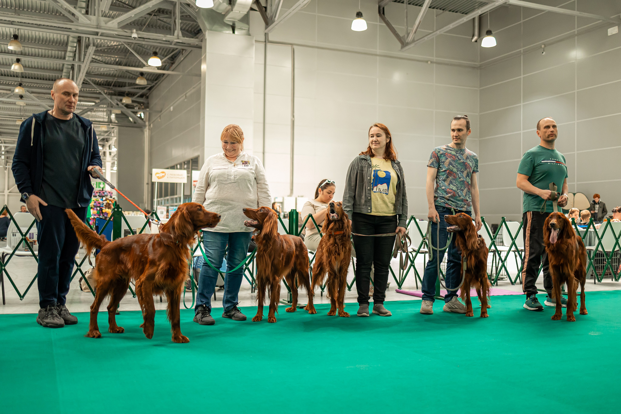 Выставка сеттеров 19.05.24