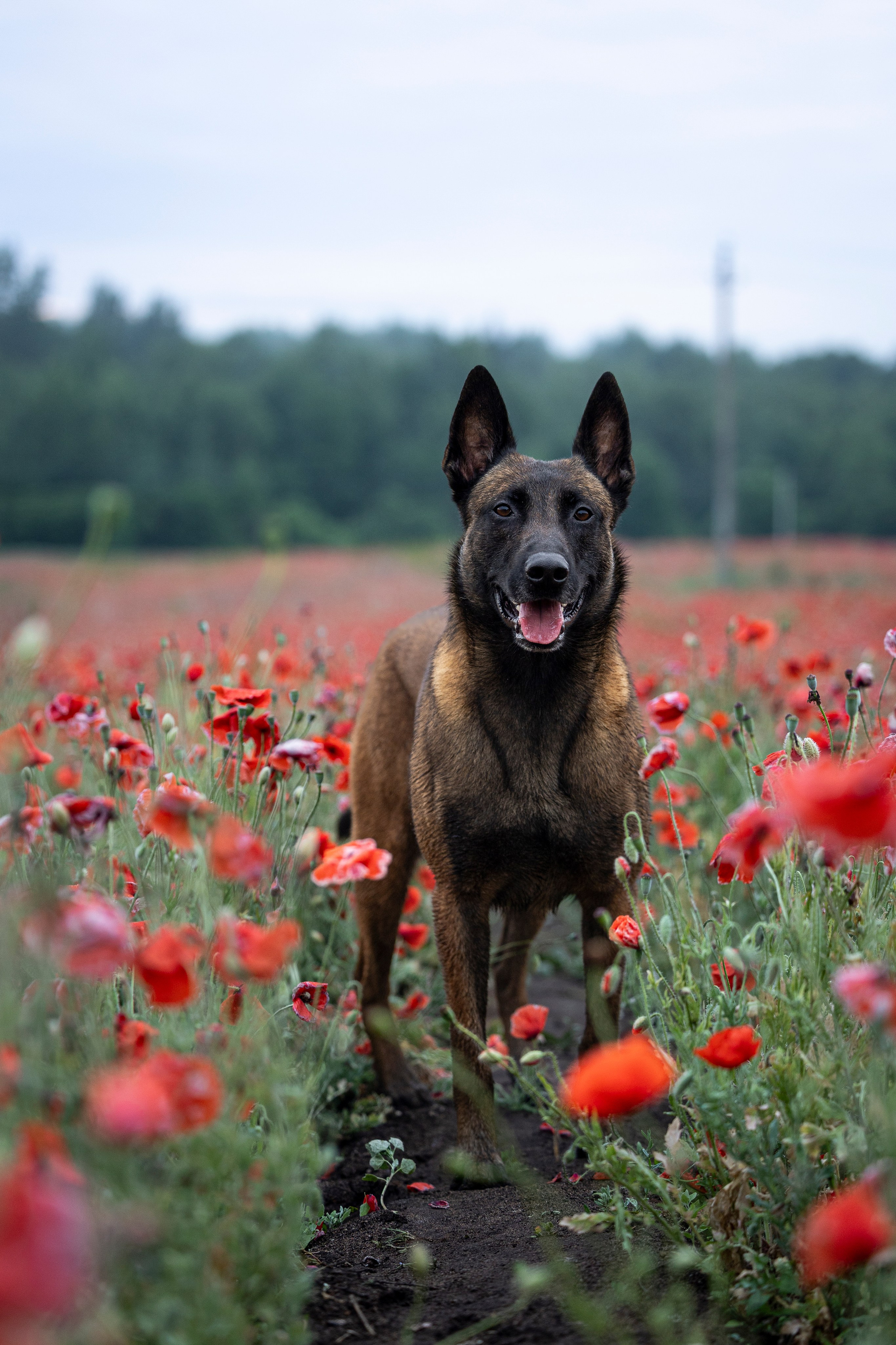 Маковое поле. Фотограф-анималист Анна Маринич