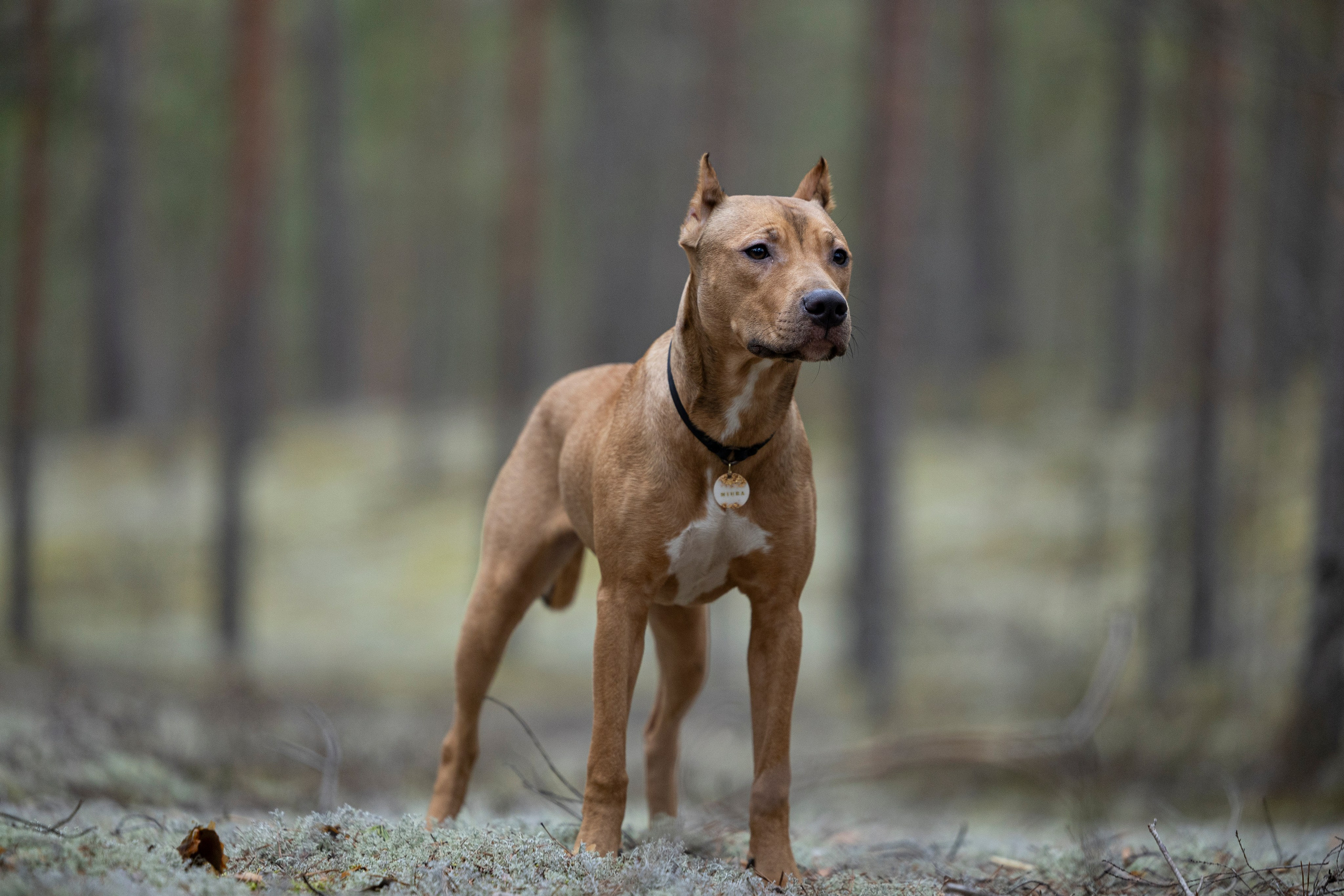 Лужские Мальдивы. Фотограф-анималист Анна Маринич