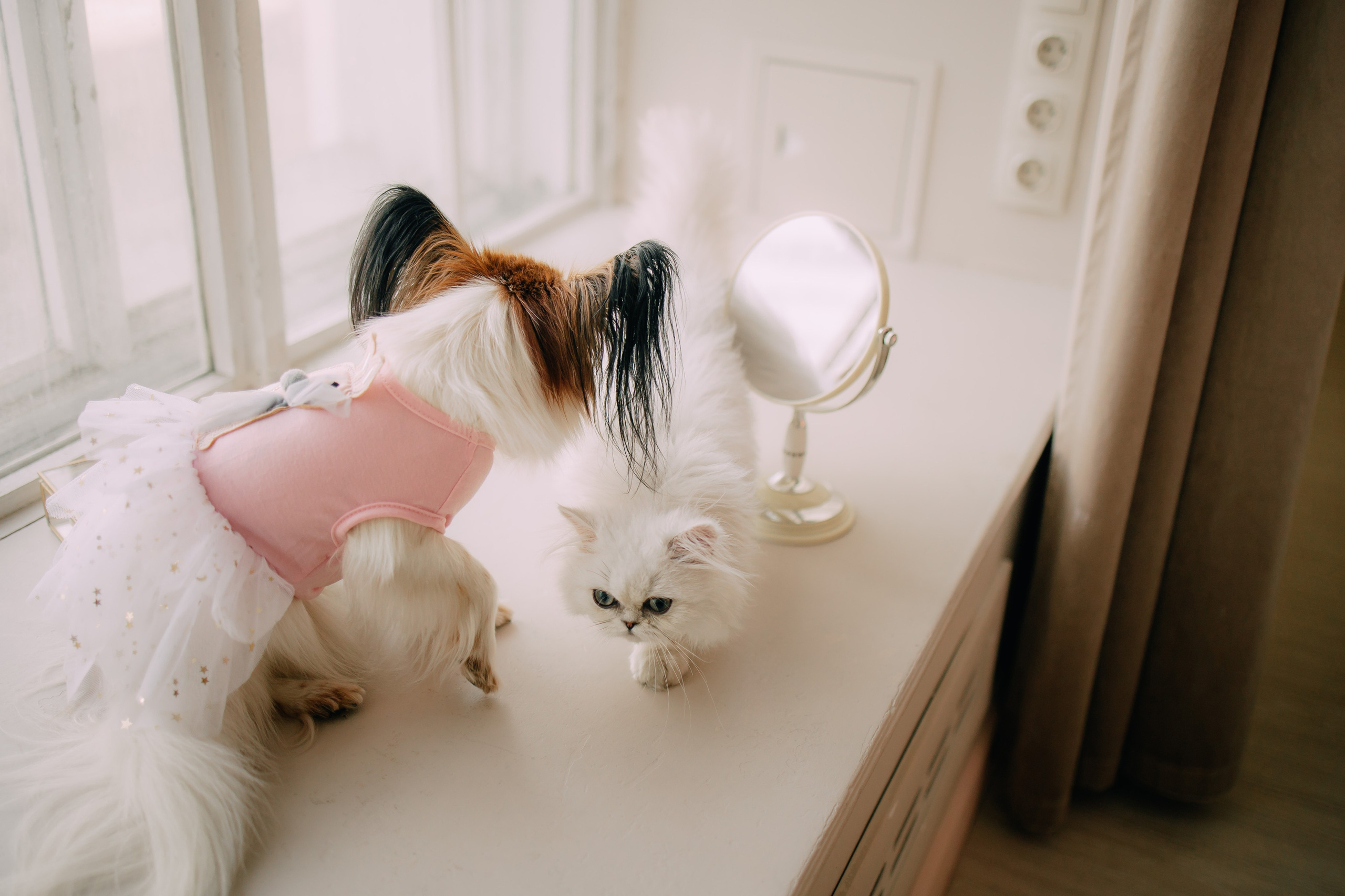 Султан, Мэй Мэй и Шанталь и их семья