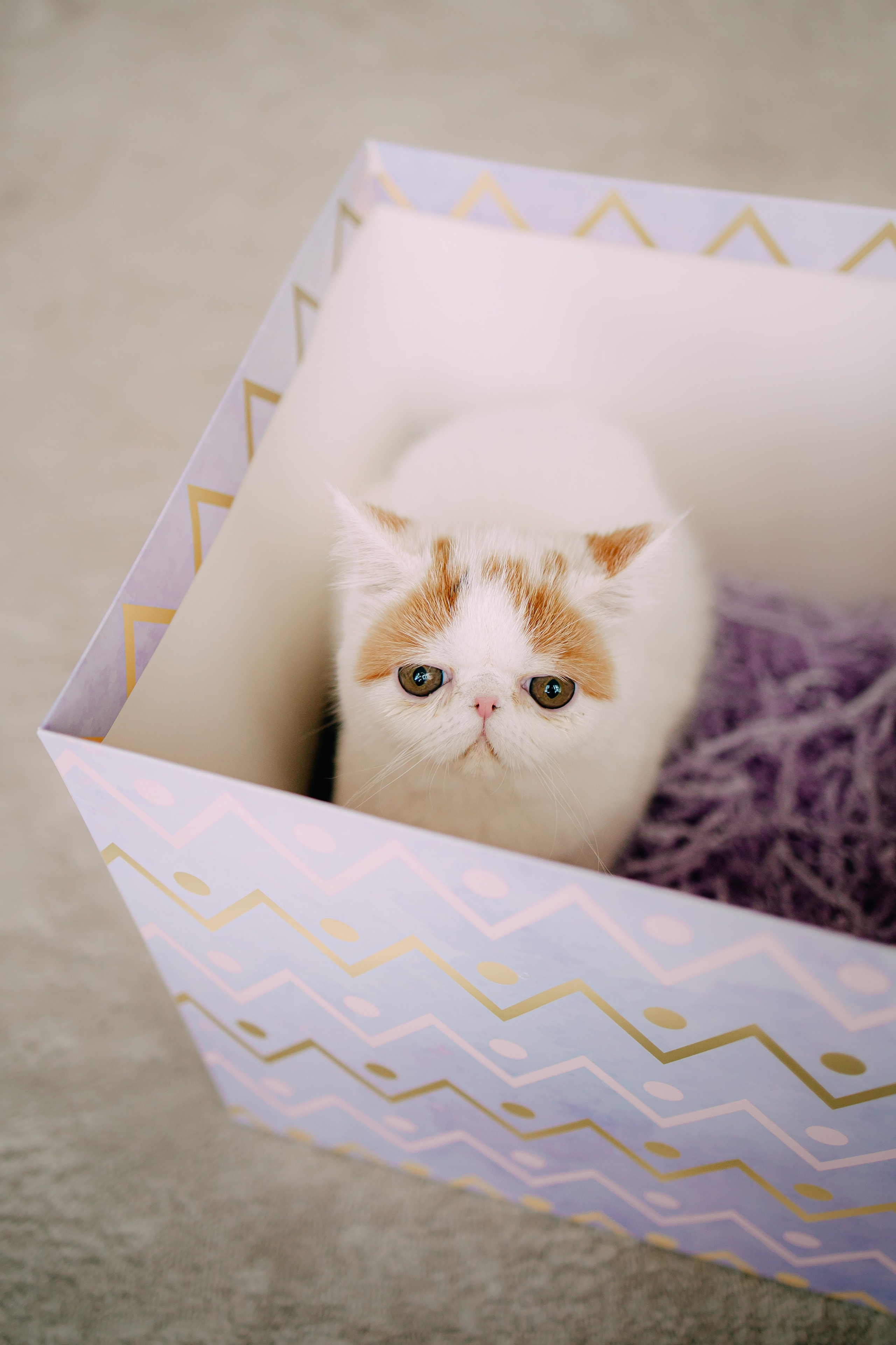 Султан, Мэй Мэй и Шанталь и их семья