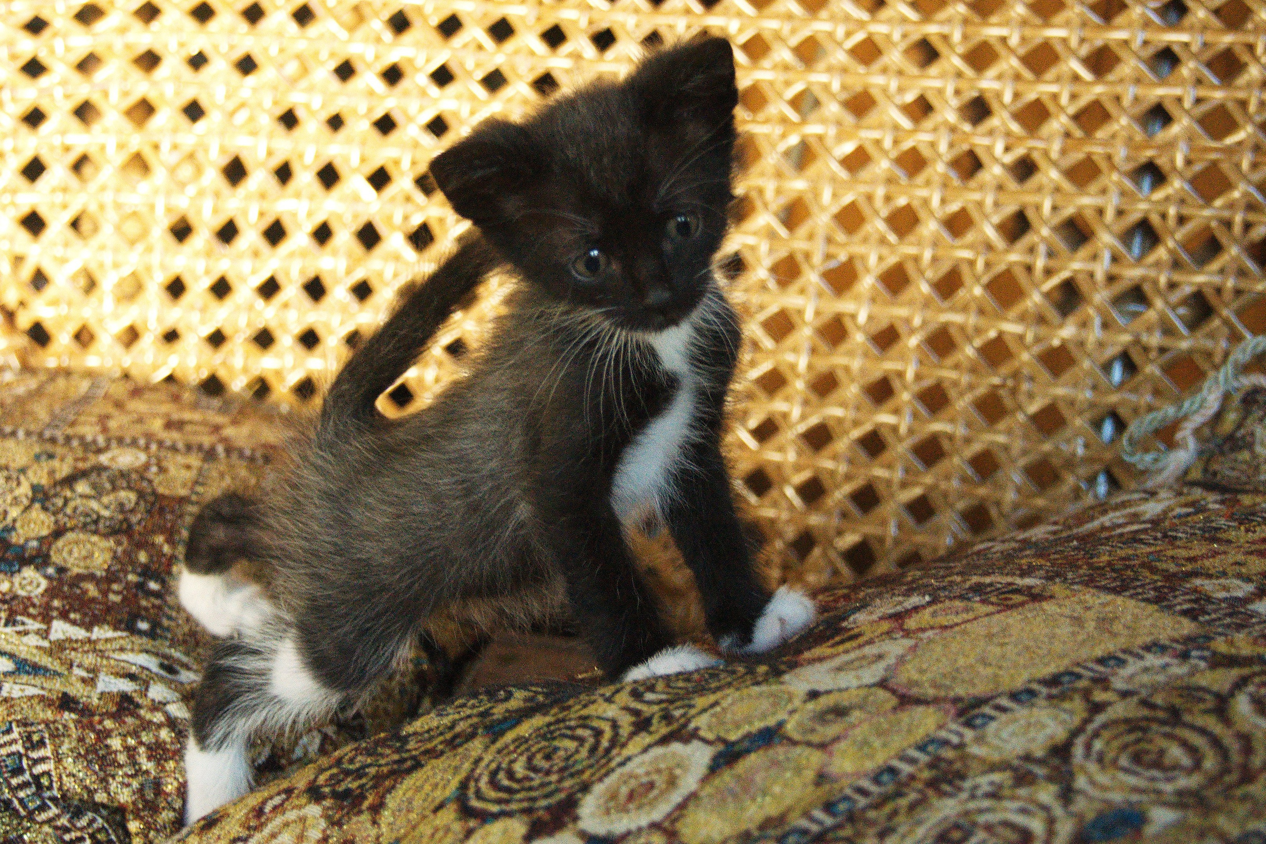 Котята на кушетке. Фотограф Евгений Симохин