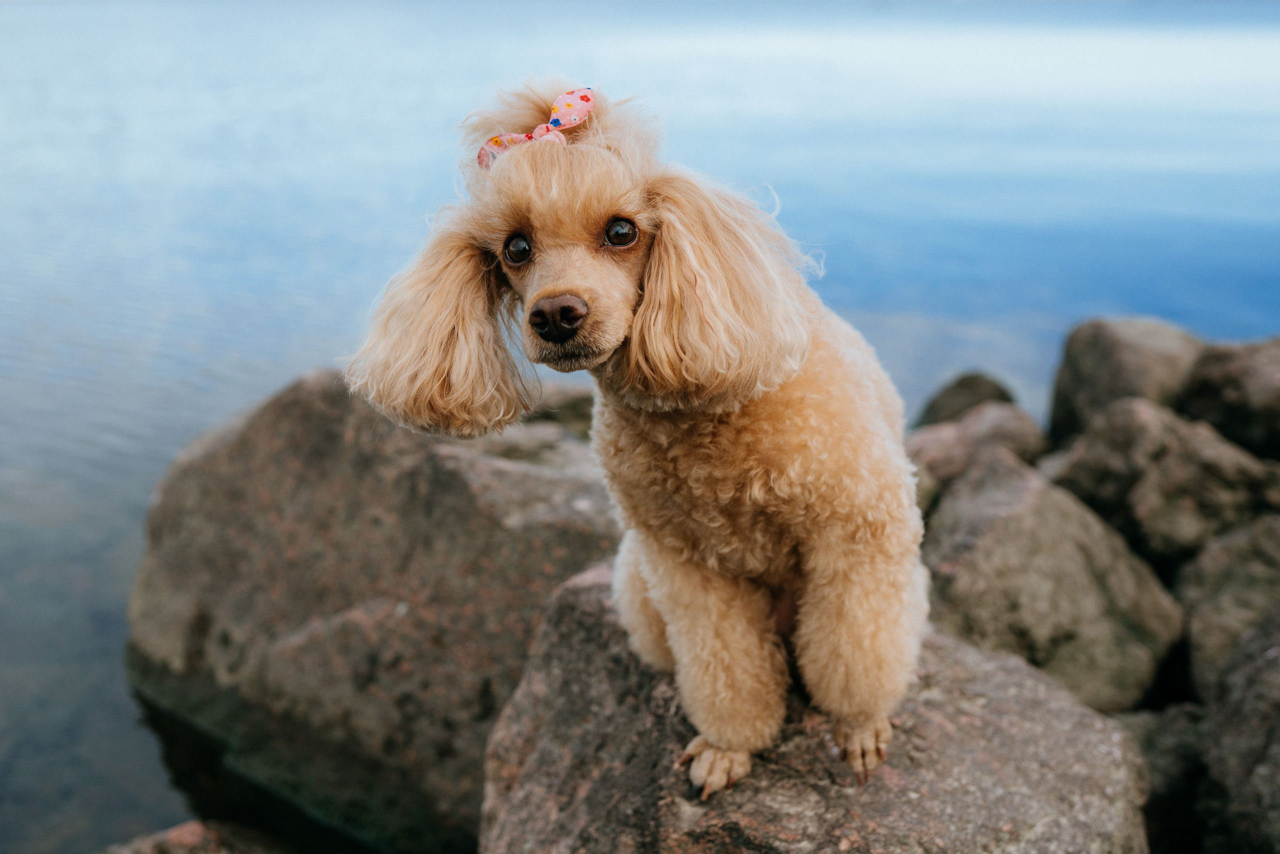 Фотосессия с собакой на пляже. Фотограф анималист в Спб недорого Олеся Майорова