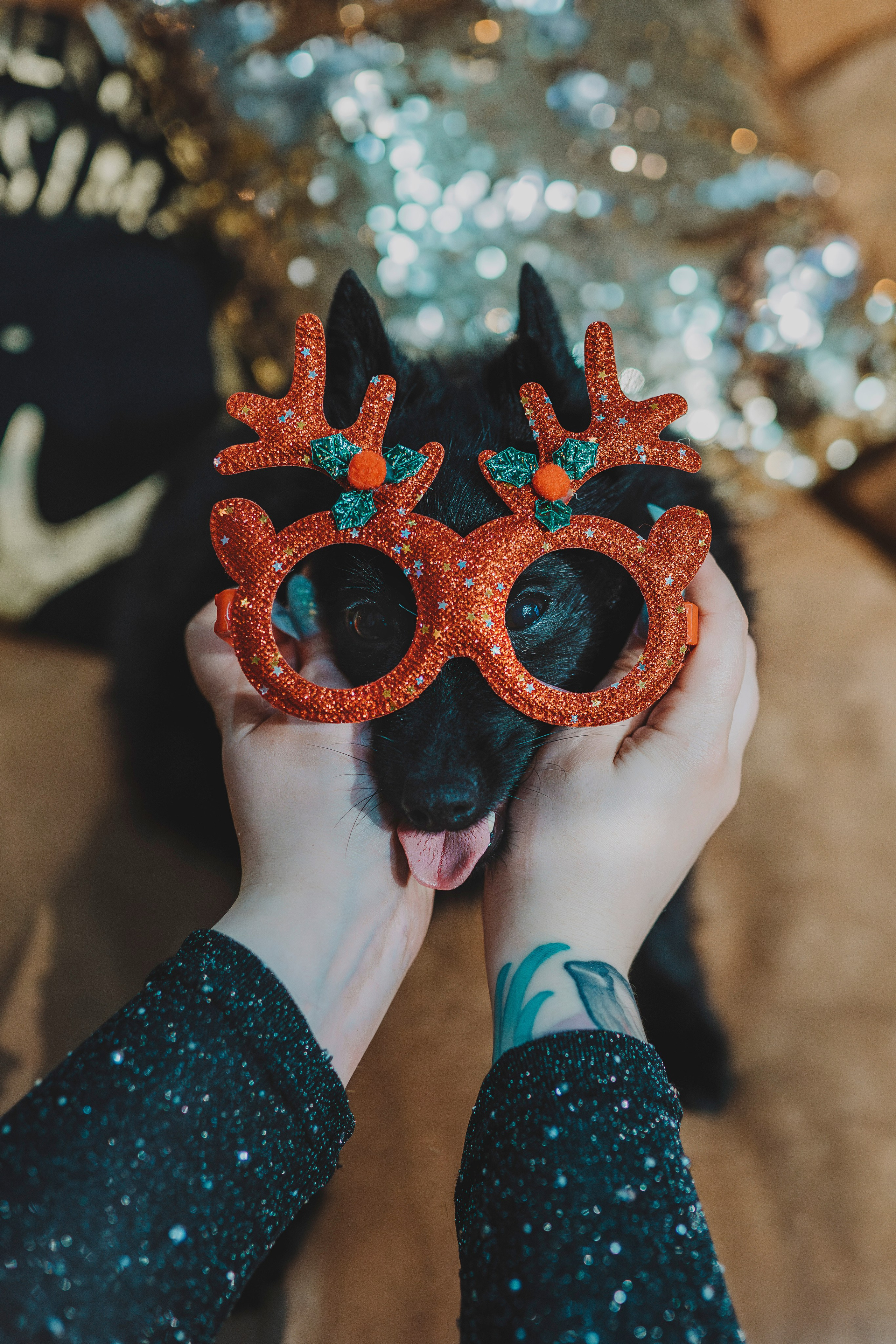 Аня, Андуин и Тесс. Фотограф анималист в Спб недорого Олеся Майорова