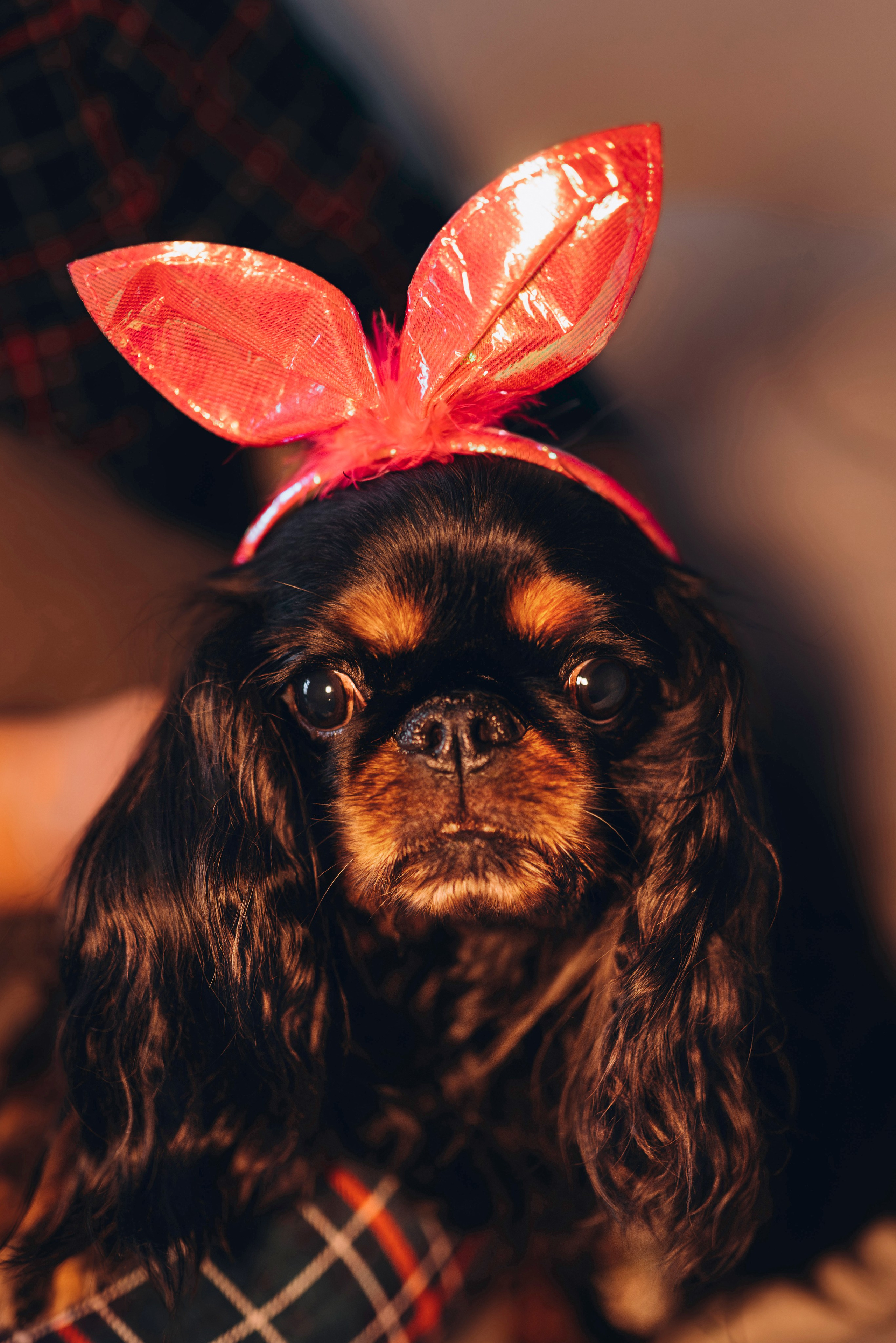 Ариша и её семья. Фотограф анималист в Спб недорого Олеся Майорова