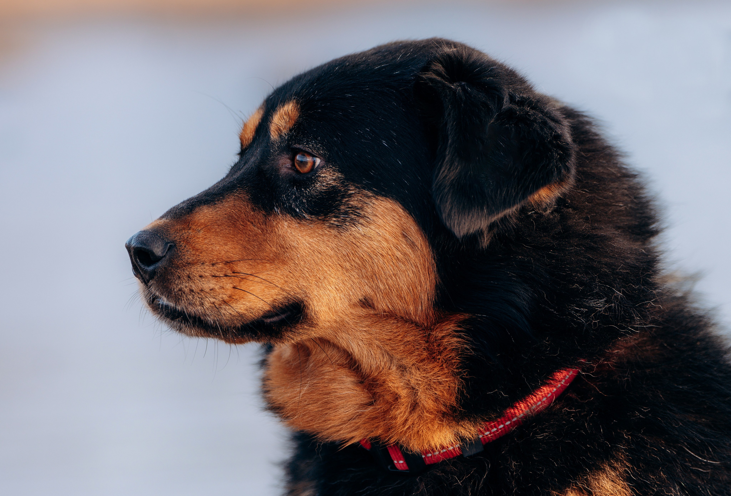 Глаша и Любовь. Фотограф анималист в Спб недорого Олеся Майорова