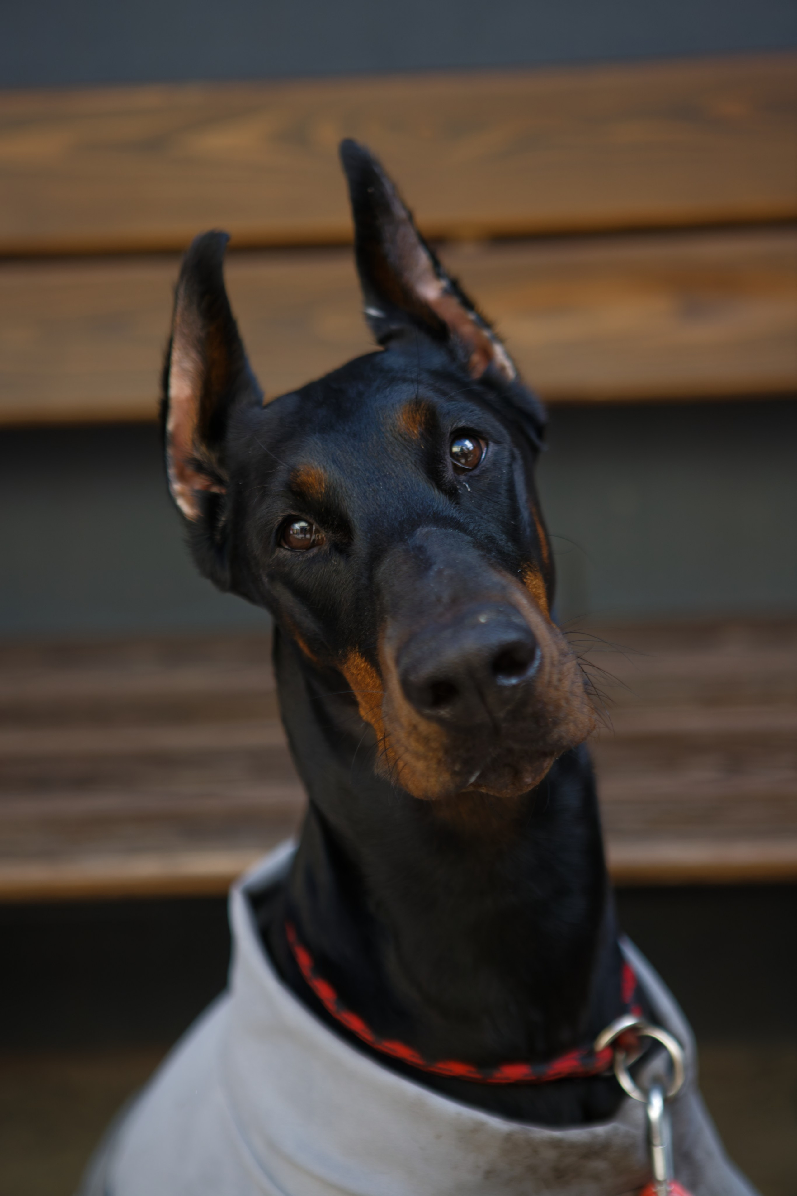 Вечеринка для собак Oh my dog 20.07.2025. Репортажный и спортивный фотограф в г. Пермь Зильберг Павел