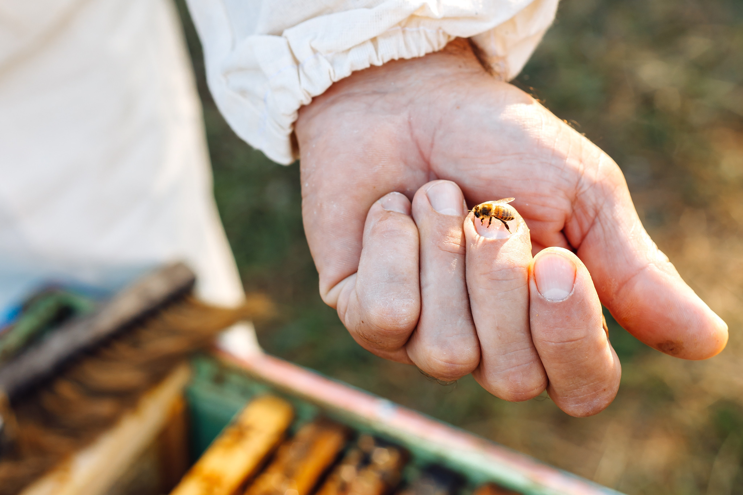 Контент фотосессия для частной пасеки. Свадебный и семейный фотограф в Краснодарском крае Мария Данилкина