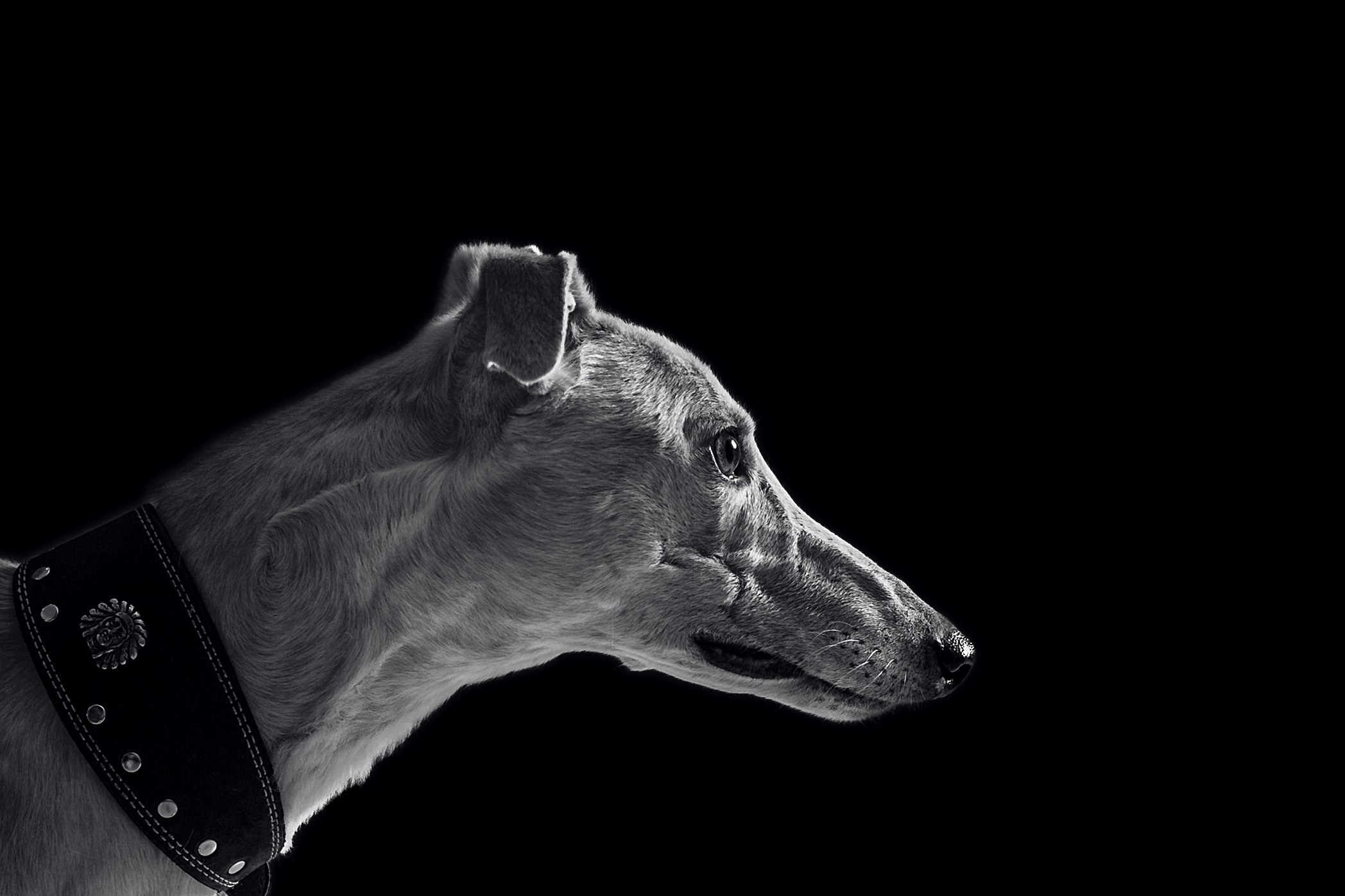 Студийная съемка 2 собак 2024. Фотограф-анималист Татьяна Степанова