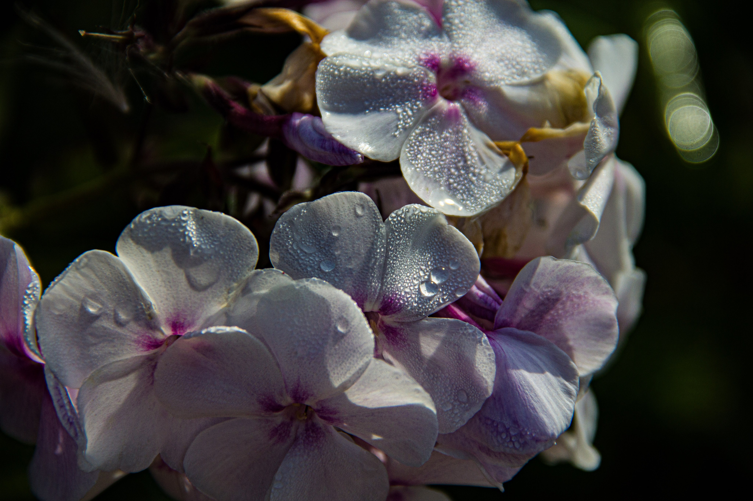 Subject: в саду. Фотограф в Перми Любовь Огородова | Авторские туры