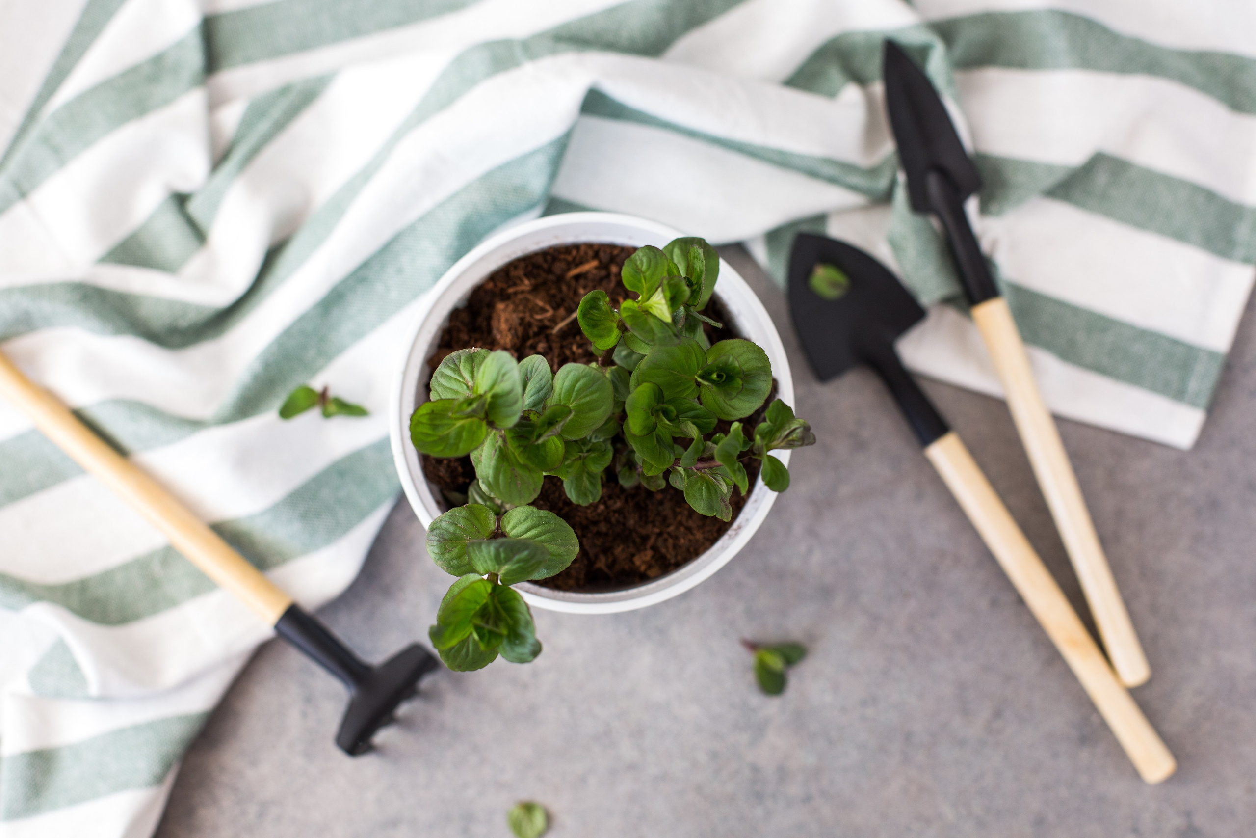 Растим вместе. Главная