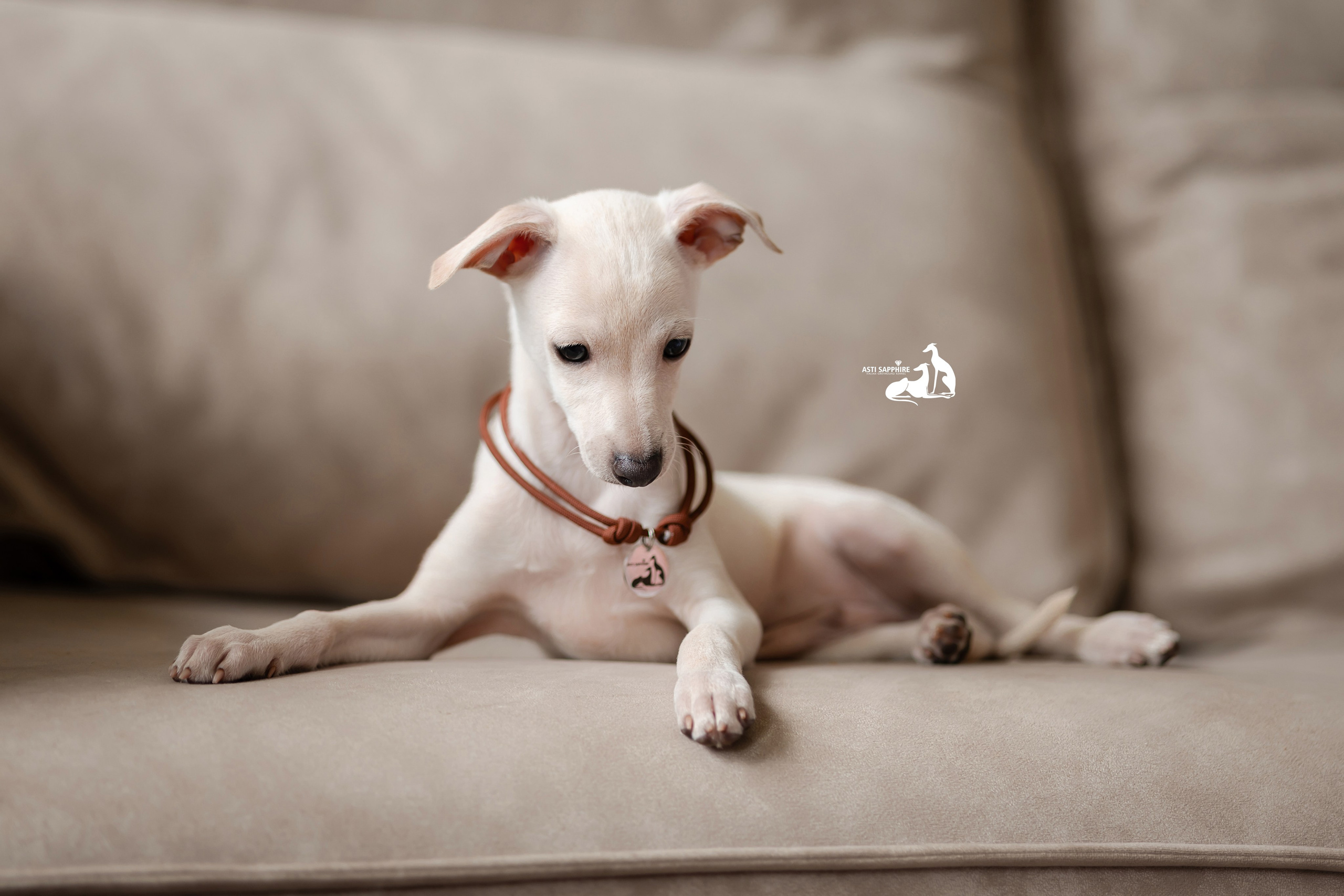 Белоснежные. Professional Italian Greyhound Kennel RKF/FCI ASTI SAPPHIRE 💎 Sochi|St. Petersburg