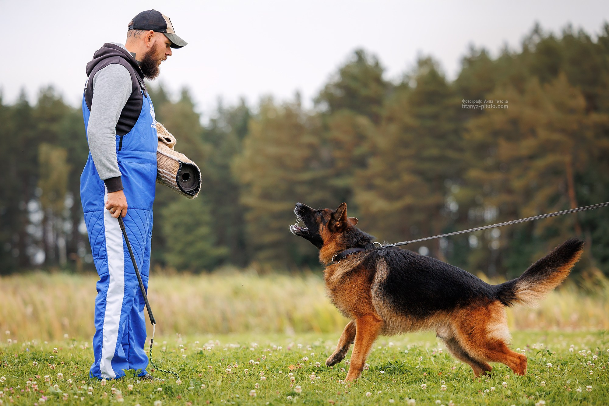 Тренировка по защите в питомнике немецких овчарок «Легенда Волги». Фотограф собак, фотограф-анималист Аня Титова (Titanya). Москва