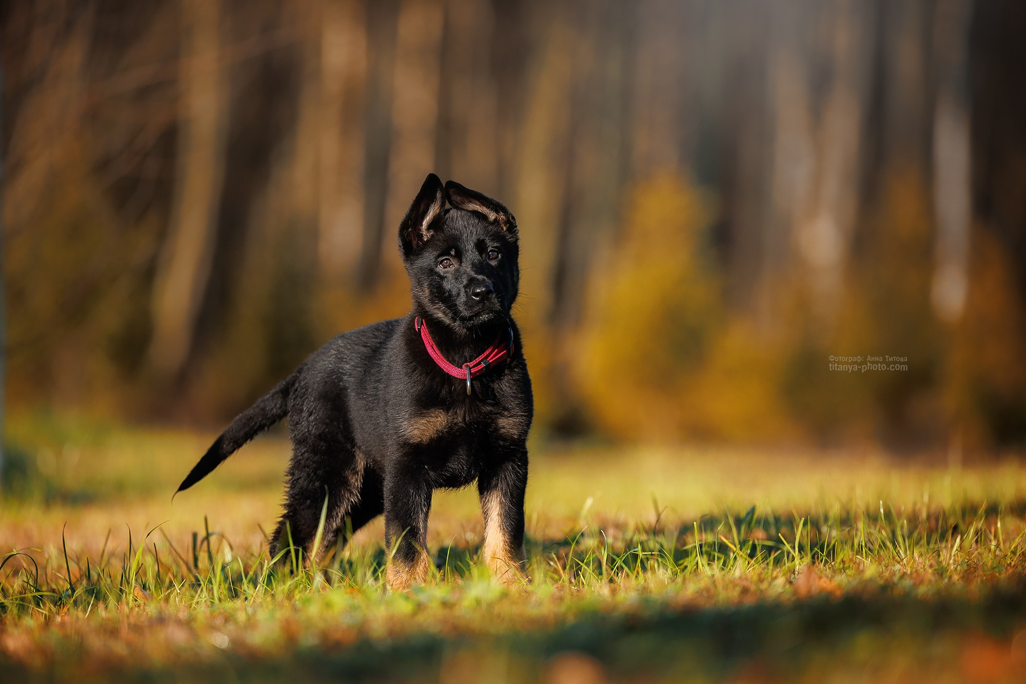 Фото щенков на природе и дома. Москва. Фотограф собак, фотограф-анималист Аня Титова (Titanya). Москва