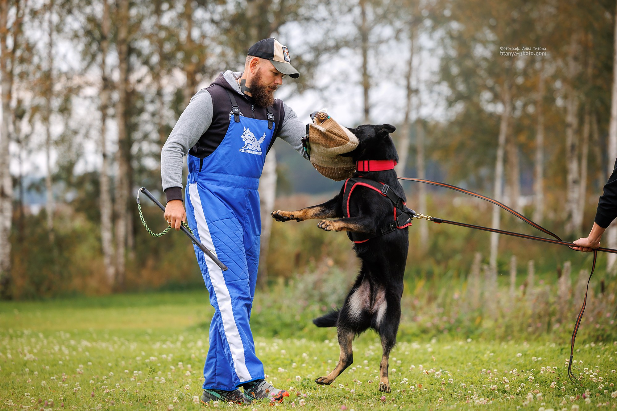 Тренировка по защите в питомнике немецких овчарок «Легенда Волги». Фотограф собак, фотограф-анималист Аня Титова (Titanya). Москва