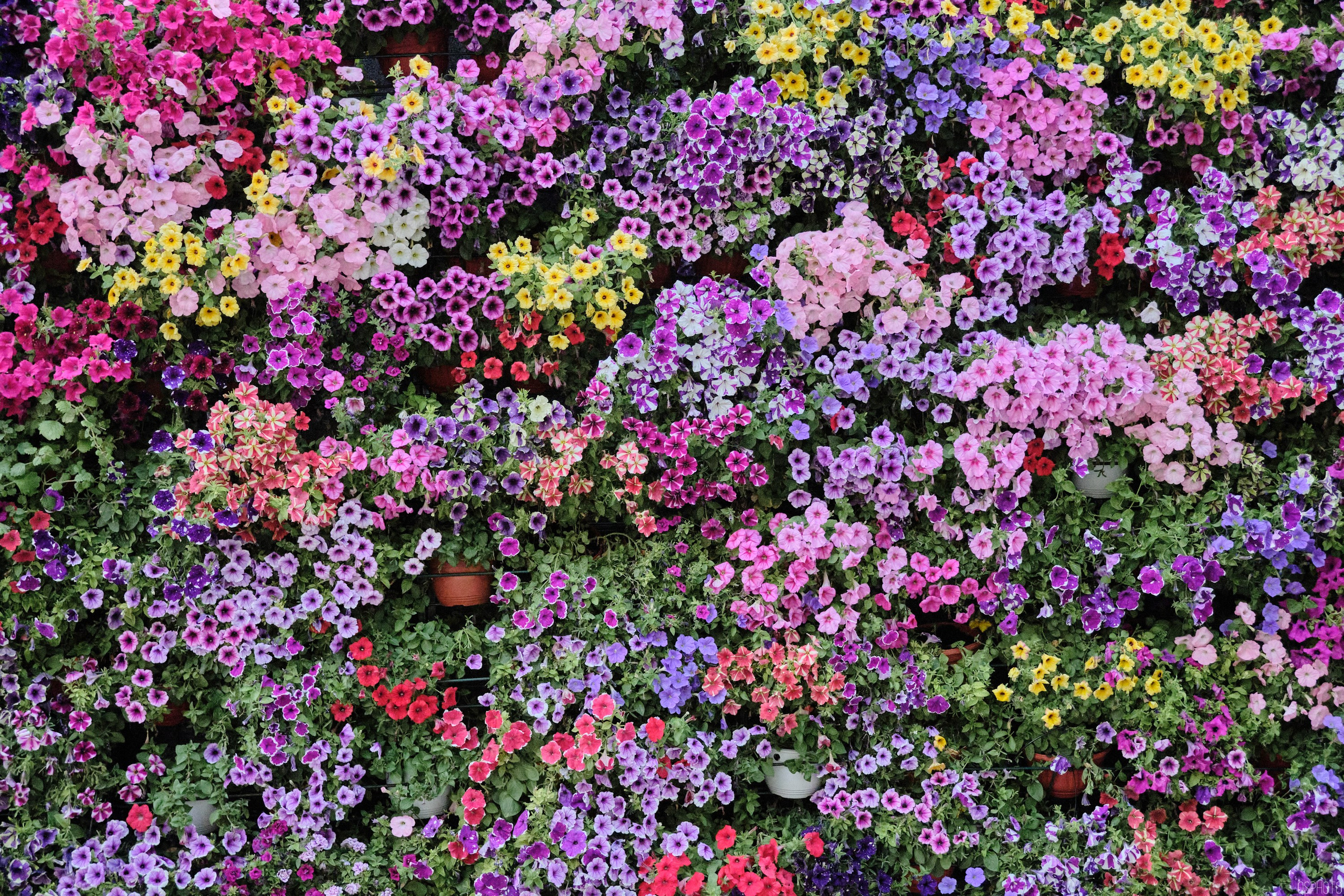 Бульвары для всех l Лето в Москве. Фотографъ Сергѣевъ. Поймать мгновеніе