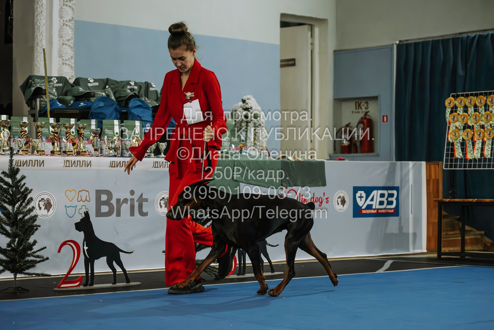 Выставка собак Красноярск 29.10.2023. Фотограф Диана Оленина Красноярск / Братск