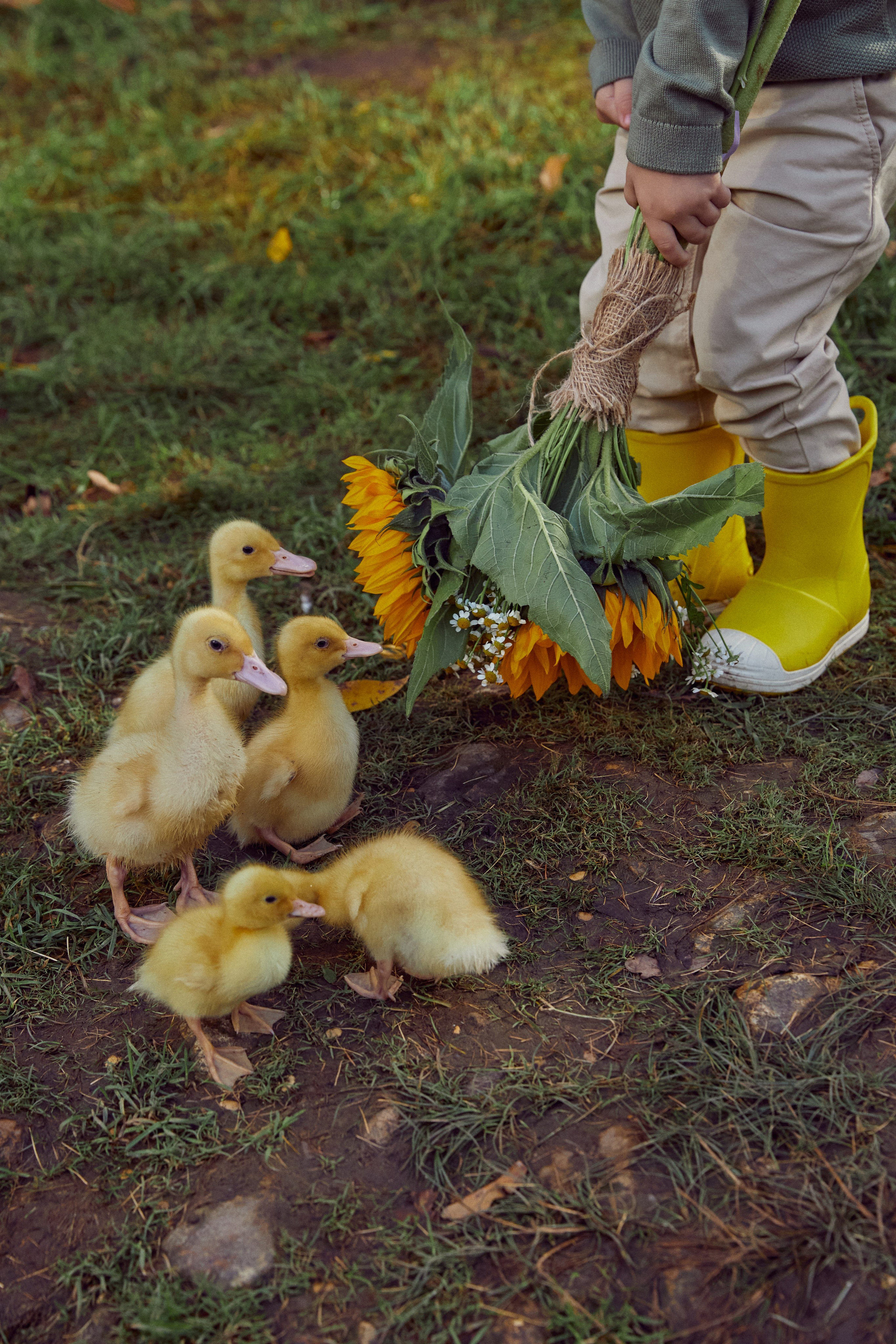 Фотодень с утятами (пруд). Фотограф