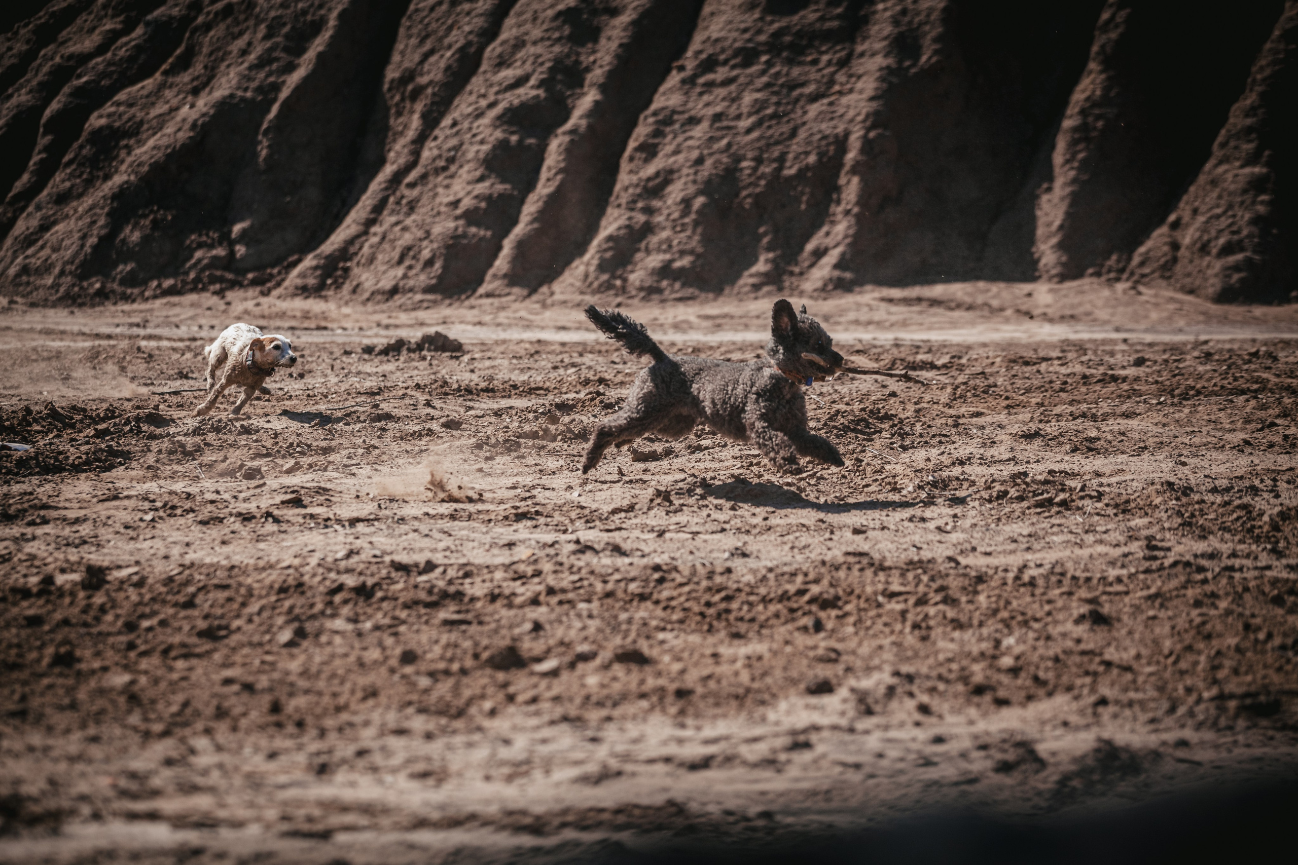 Кондуки. Фотограф-анималист Татьяна Степанова
