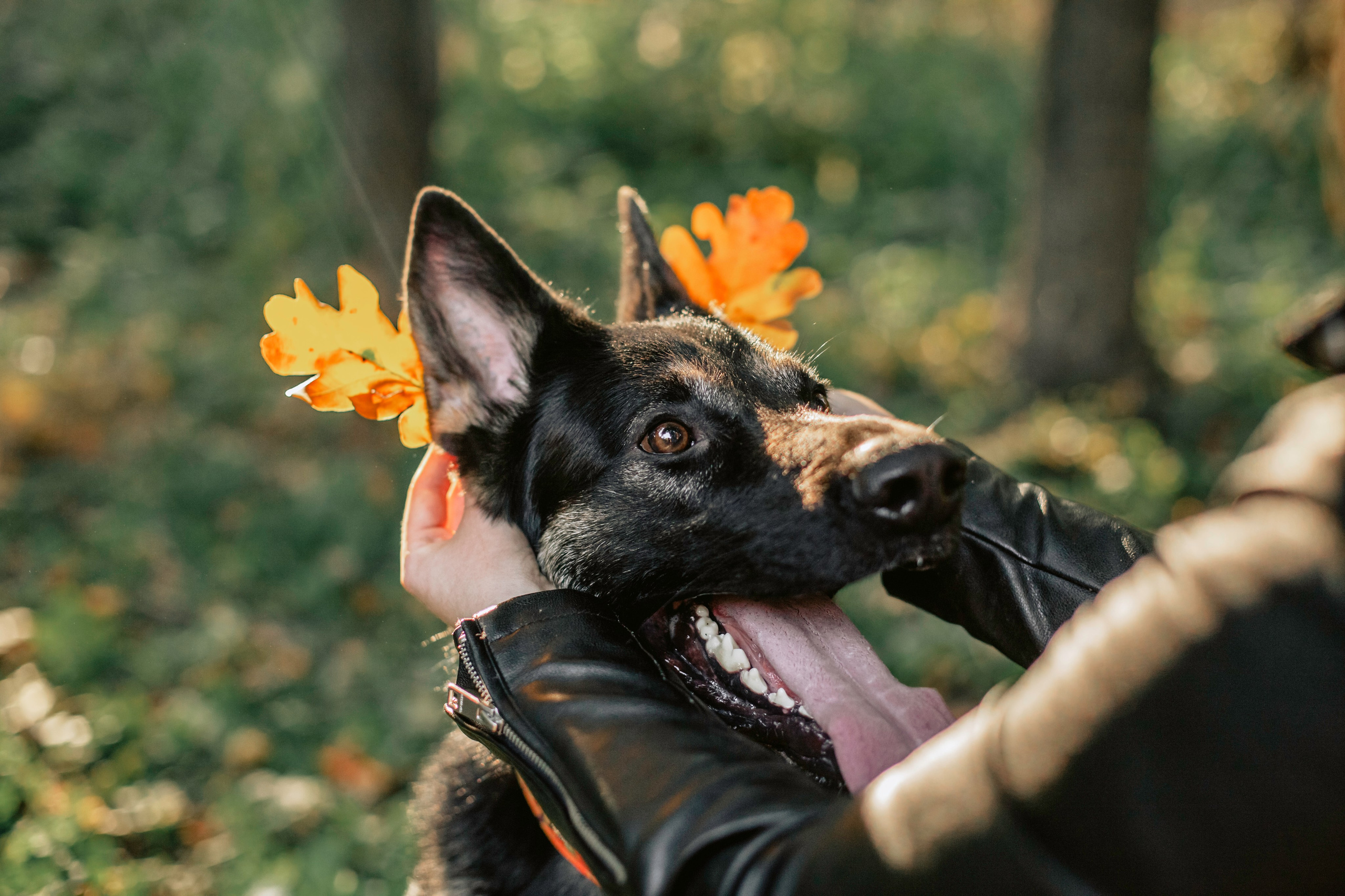 Илай. Фотограф-анималист Татьяна Степанова