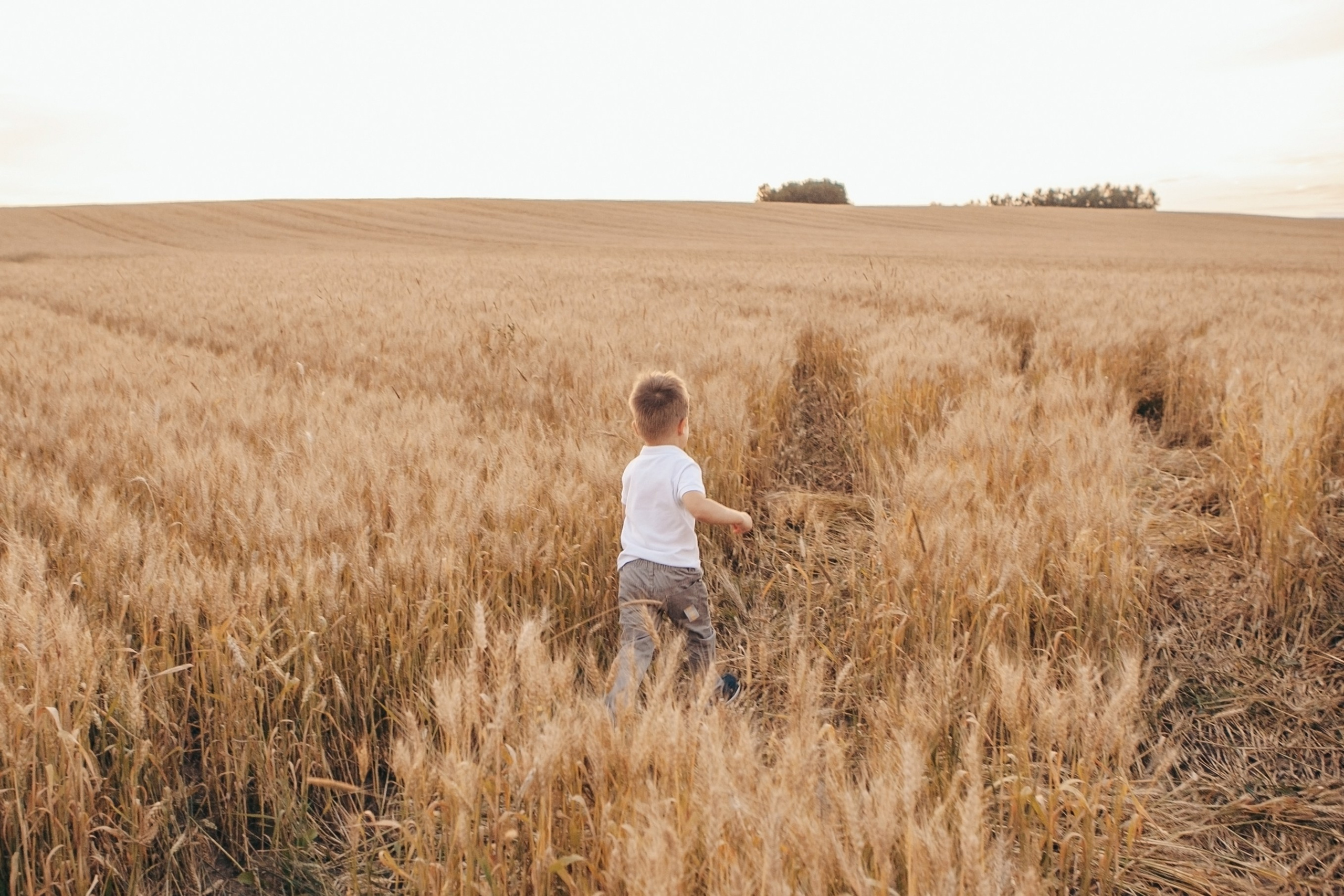 Семейная фотосессия в поле на закате. Фотограф Ольга Ефремова
