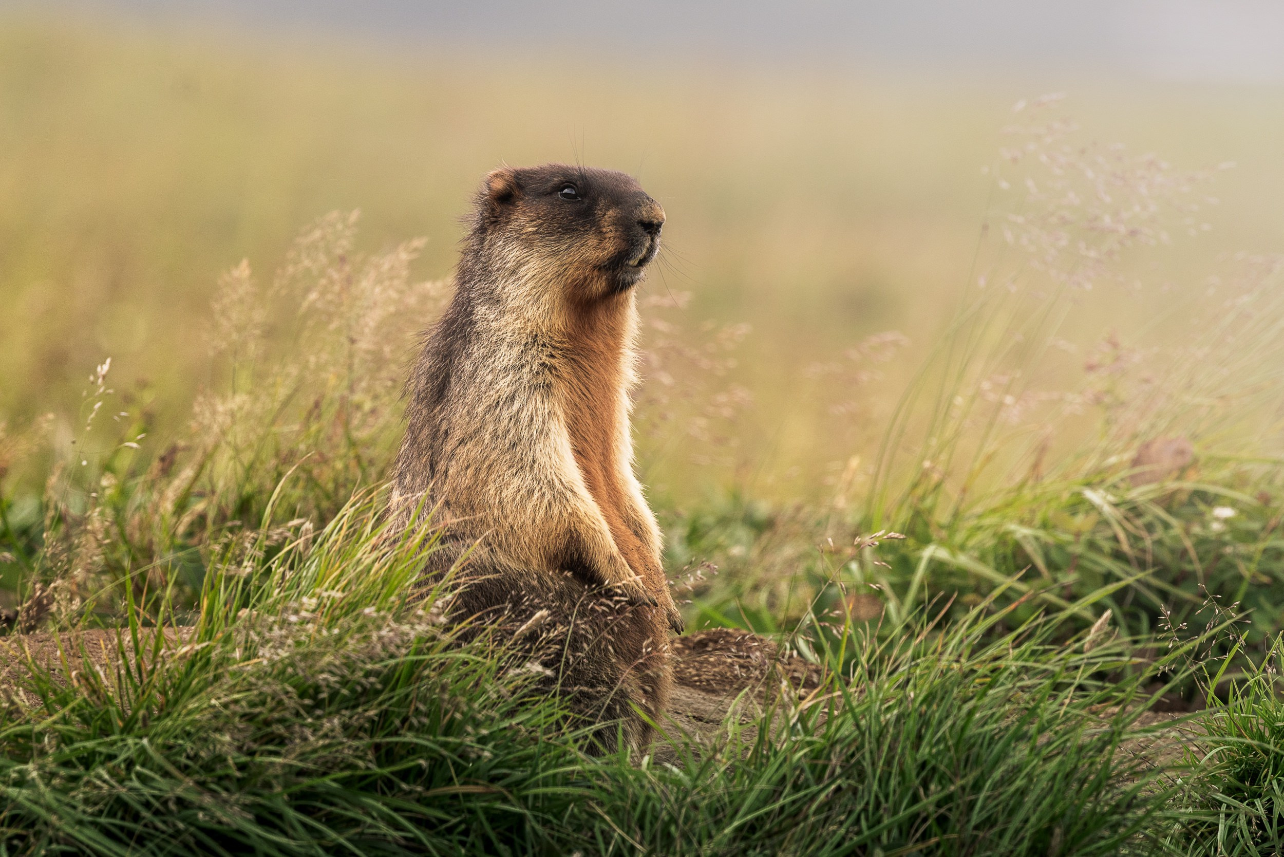 Дикая природа • Wildlife. Елена Ивановой • Профессиональный фотограф