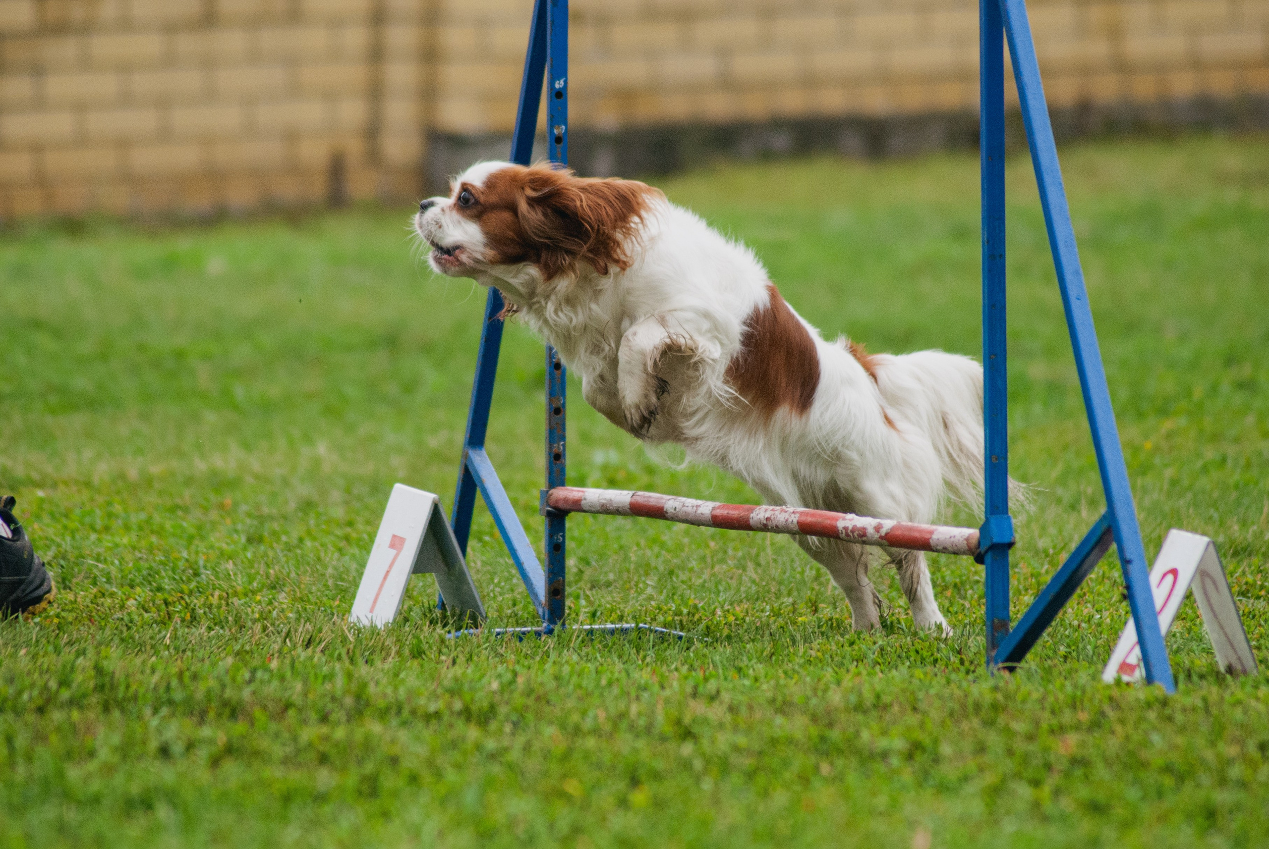 Аджилити. Фотограф в Тюмени Лизавета Сапицкая