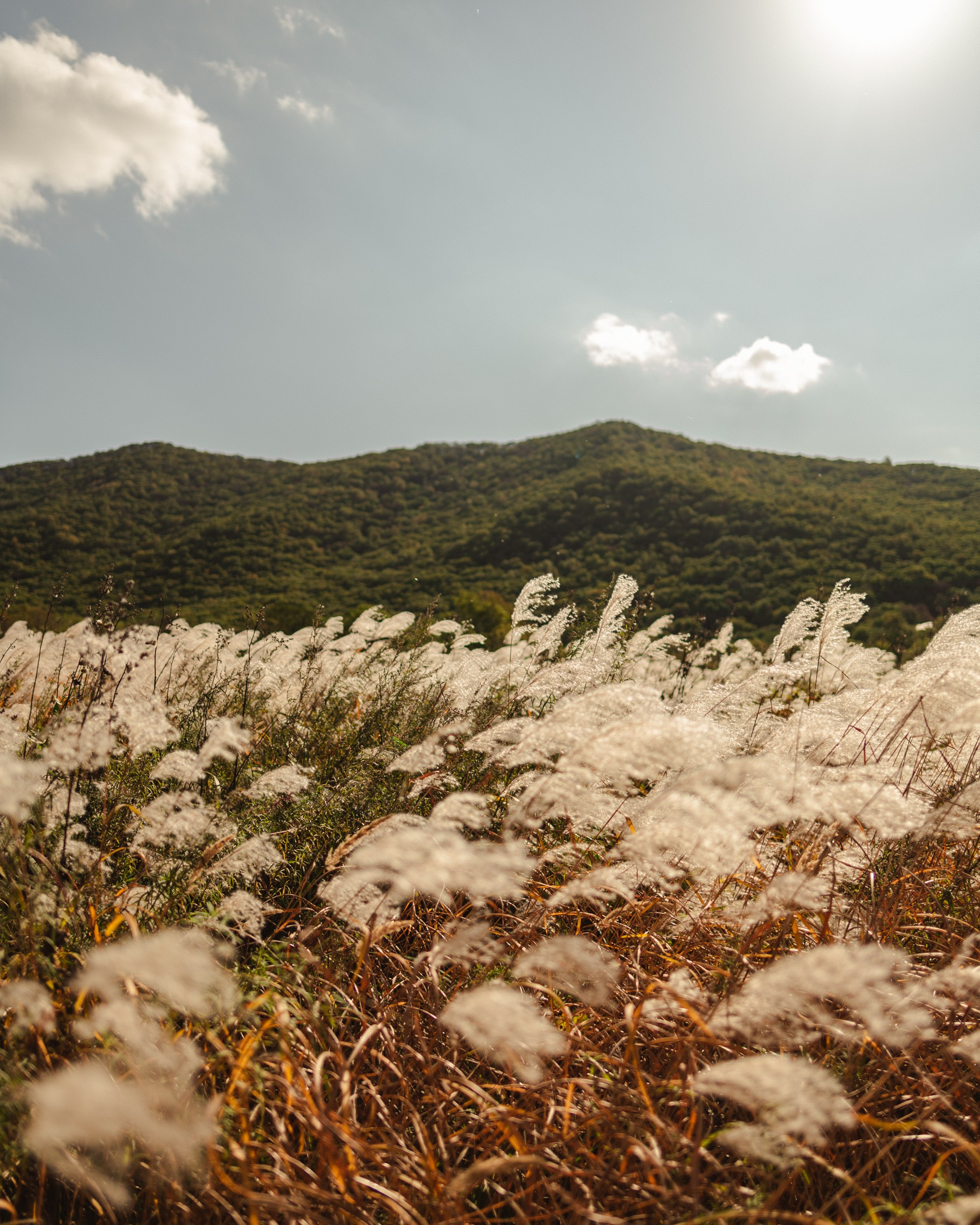 Russia. Primorskiy Kray. Photographer in Tokyo Anatolii Ozarto