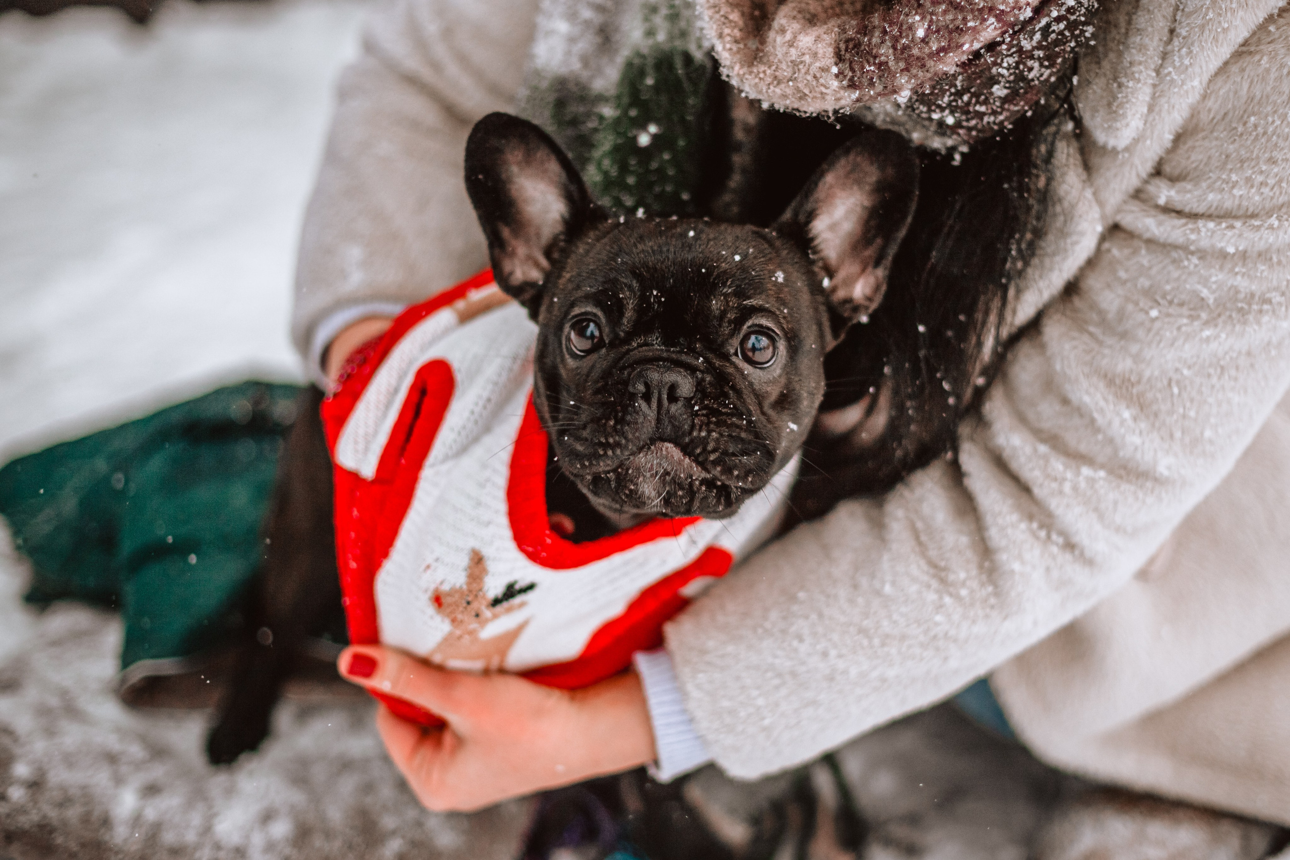 Кантри Хаус. Фотограф-анималист Татьяна Степанова