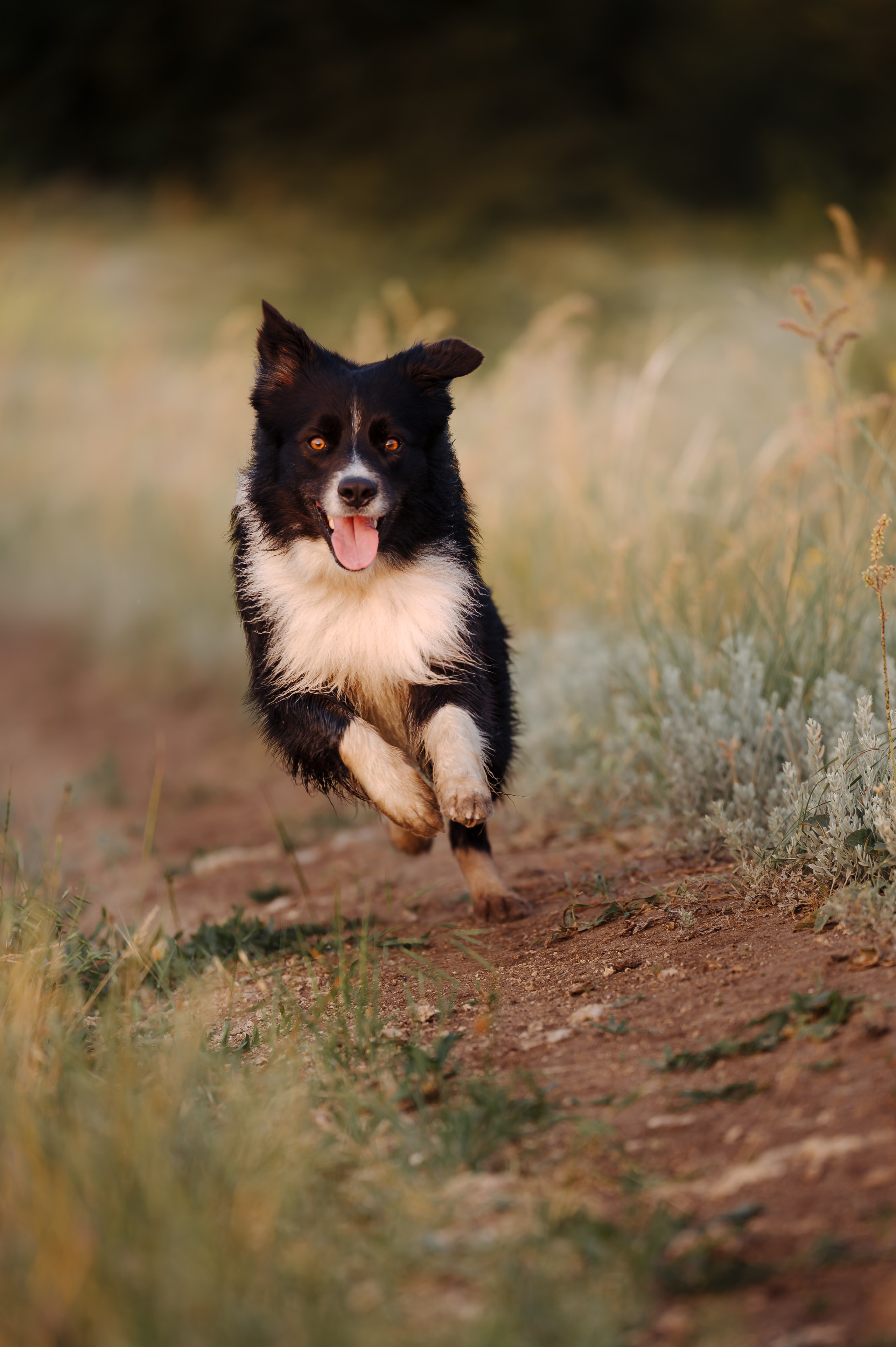 Прогулка на рассвете с бордер-колли. Фотограф в Ростове —на — Дону
