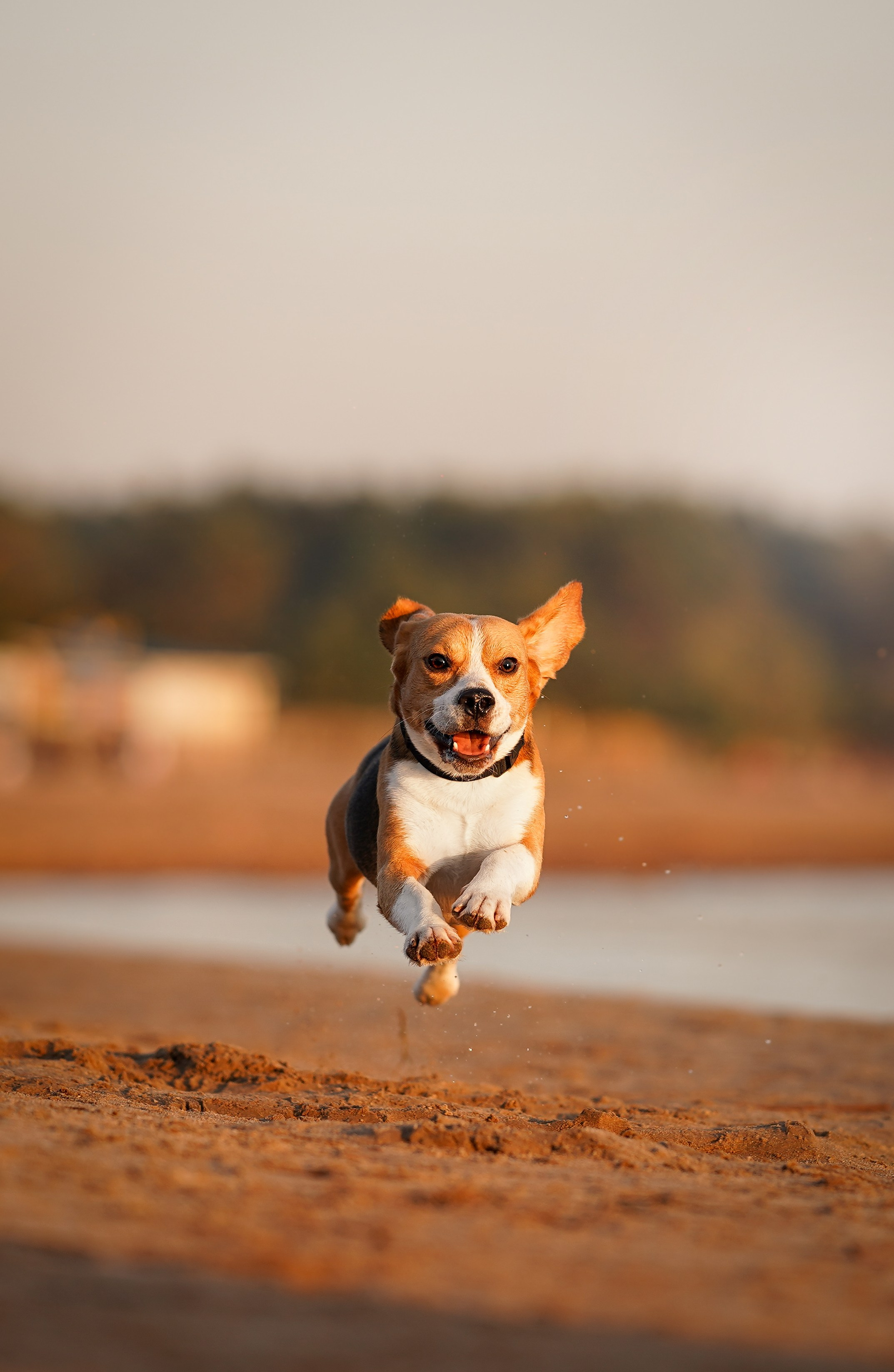 Оля Леша и Ричард. Фотограф-анималист в Санкт-Петербурге Яна Мартынова
