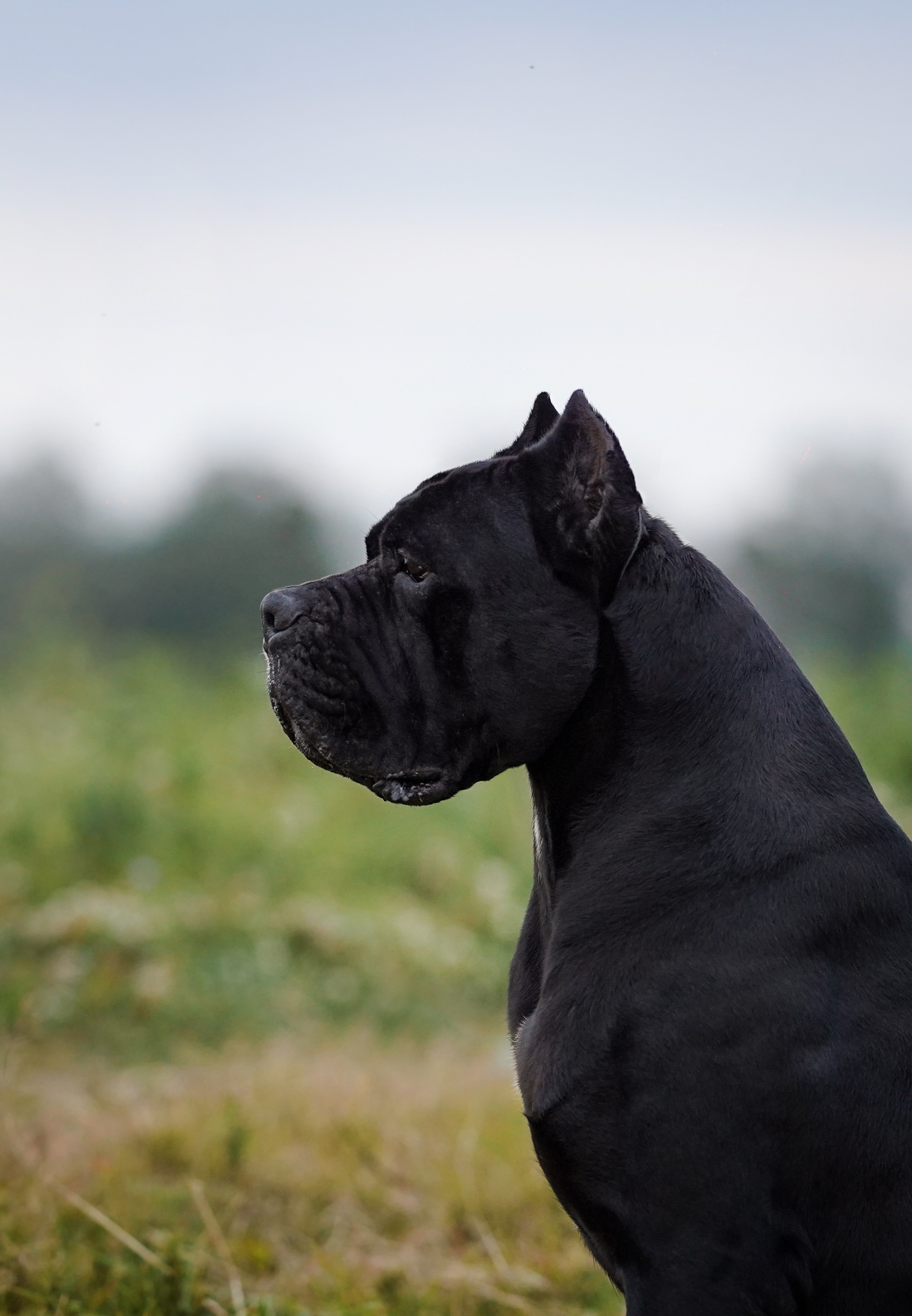 Юлия Костя и Виннер. Фотограф-анималист в Санкт-Петербурге Яна Мартынова