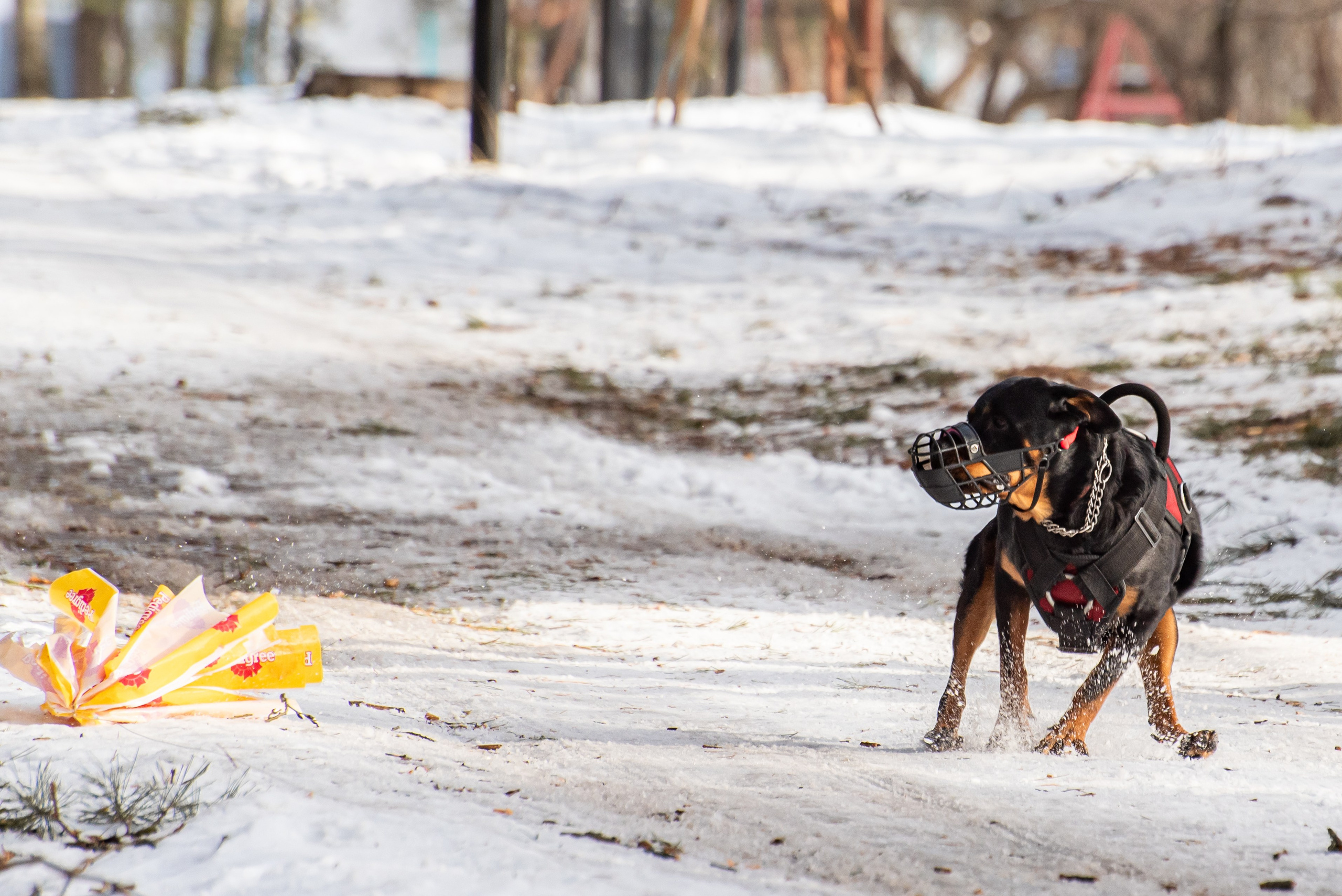 Фотосъёмка с собаками в Кинологическом лагере. Фотограф Макс Огурцов в Нижнем Новгороде