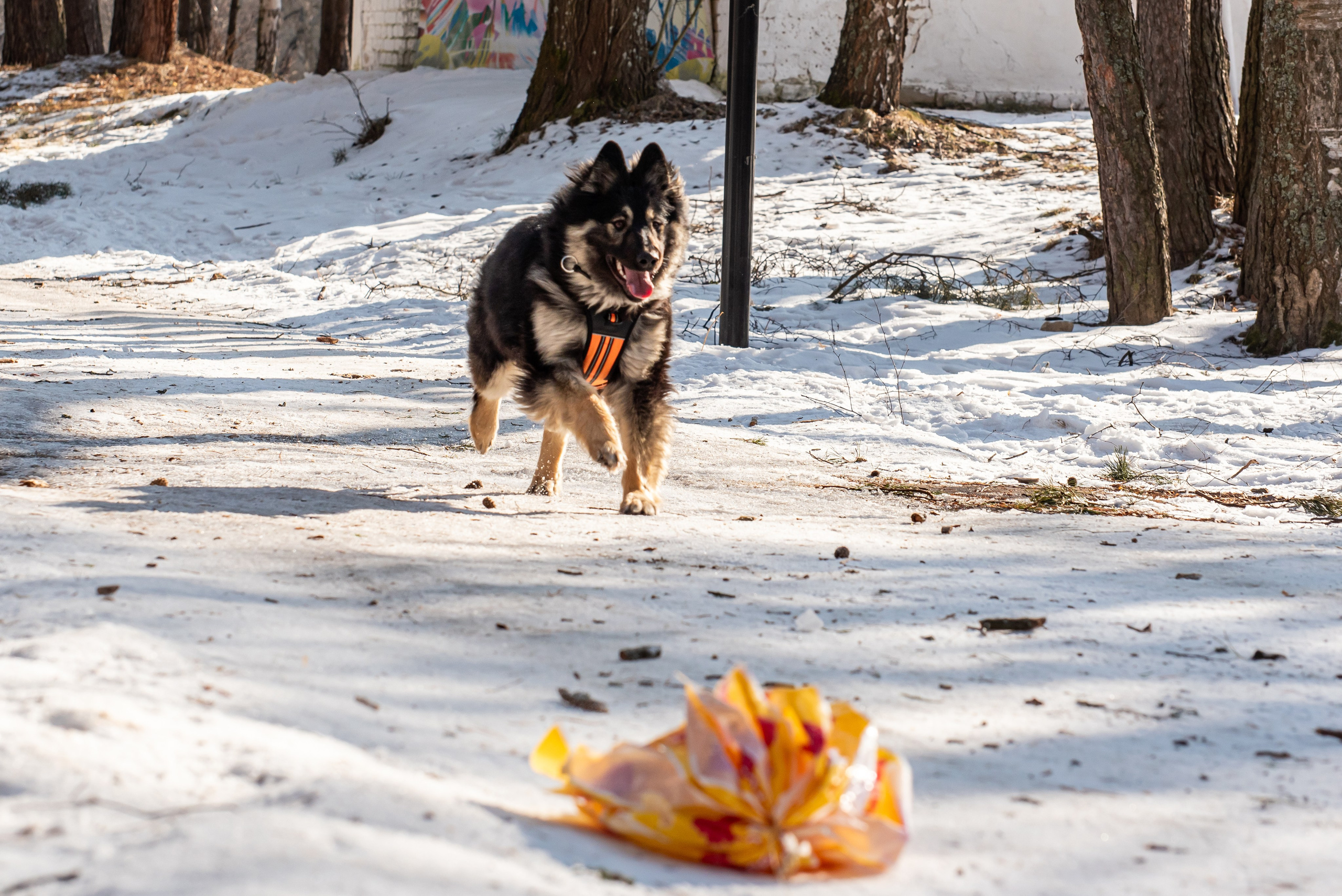 Фотосъёмка с собаками в Кинологическом лагере. Фотограф Макс Огурцов в Нижнем Новгороде